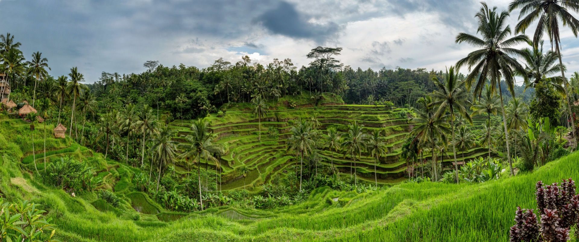 Thaise rijstvelden Thaise rijstvelden