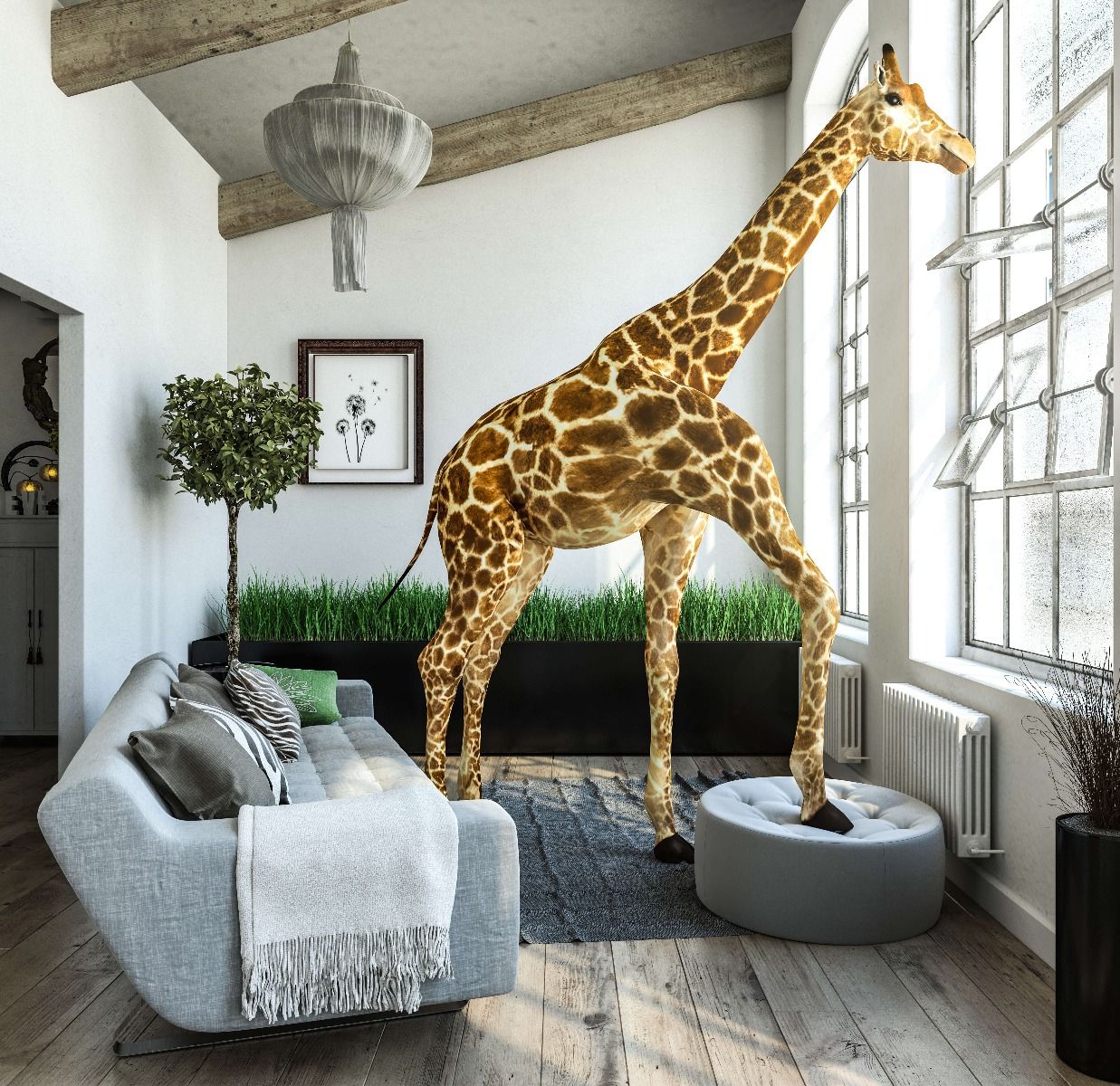 Glurende giraffe Glurende giraffe