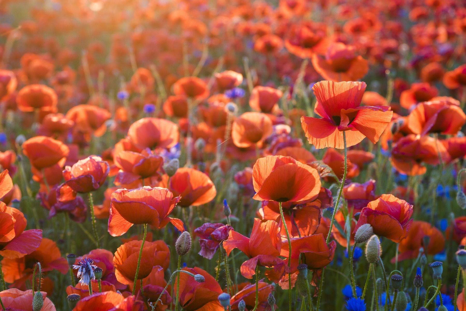 Klaprozen in het avondlicht