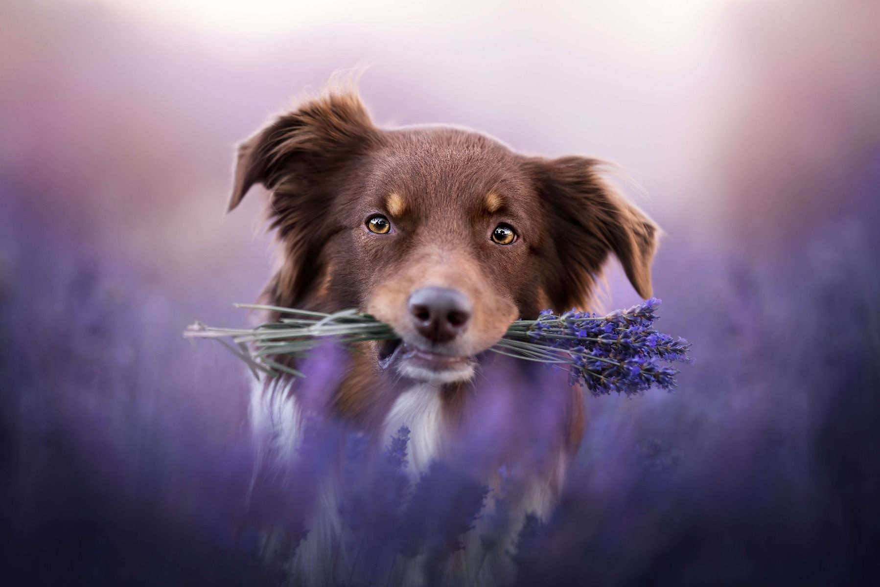 Hond met lavendel Hond met lavendel
