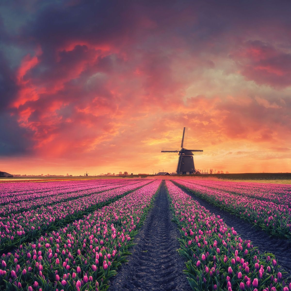 Tulpen met molen Tulpen met molen