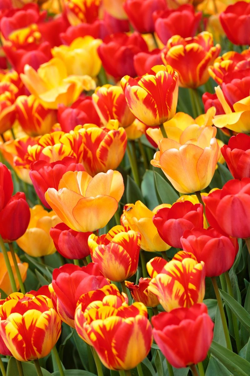 Gekleurde tulpen Gekleurde tulpen