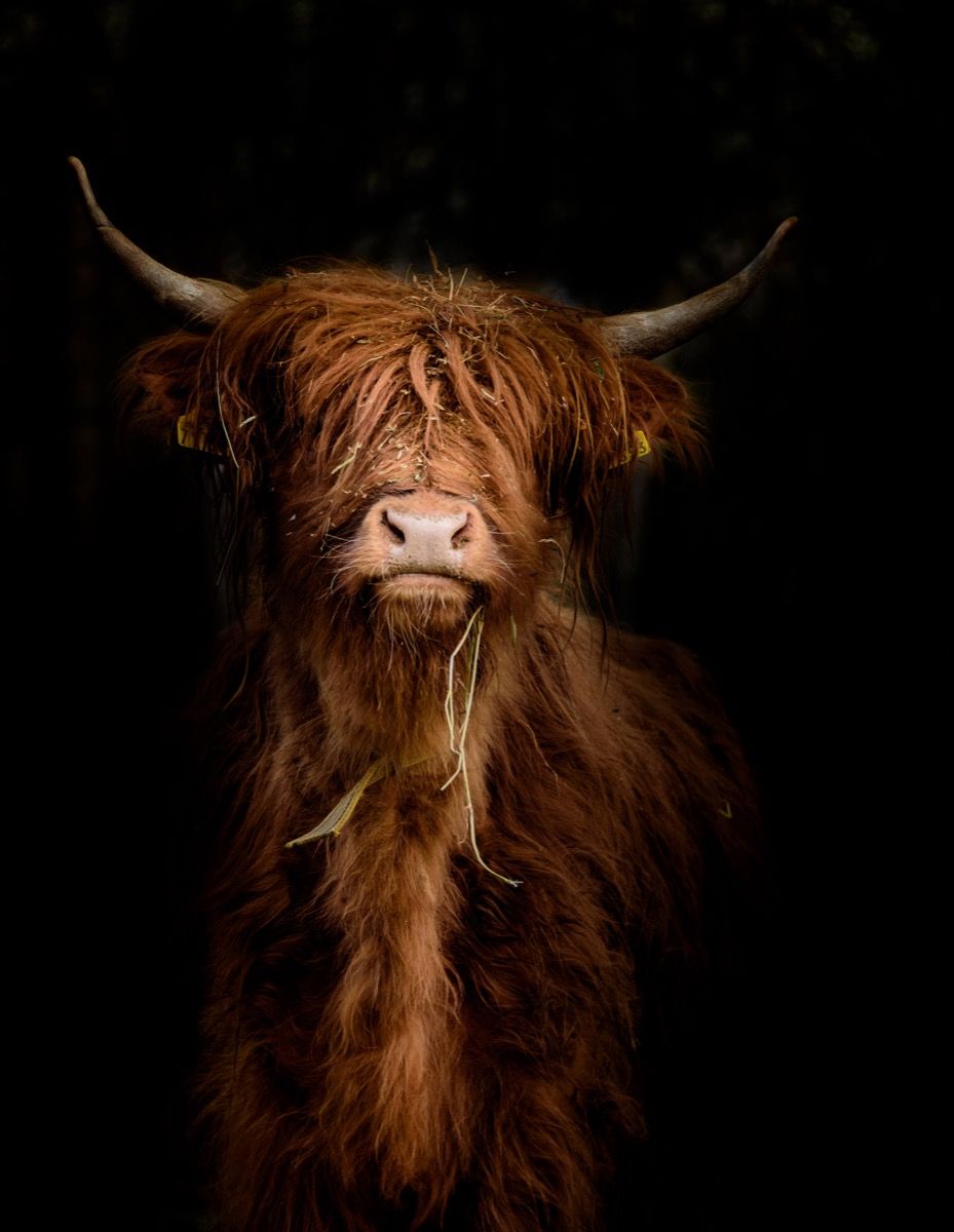 Portret Schotse hooglander main product photo