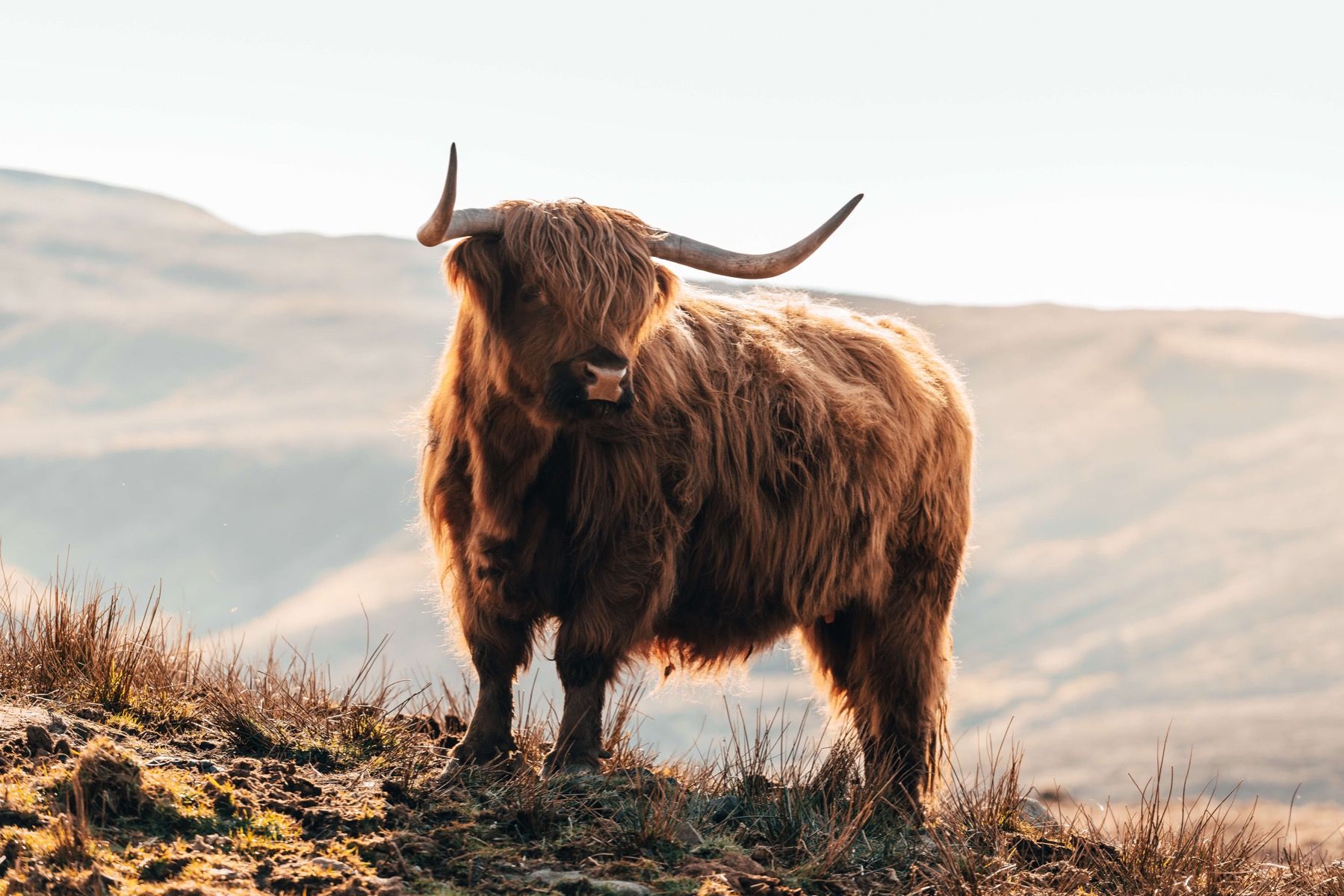Schotse hooglander op een heuvel Schotse hooglander op een heuvel