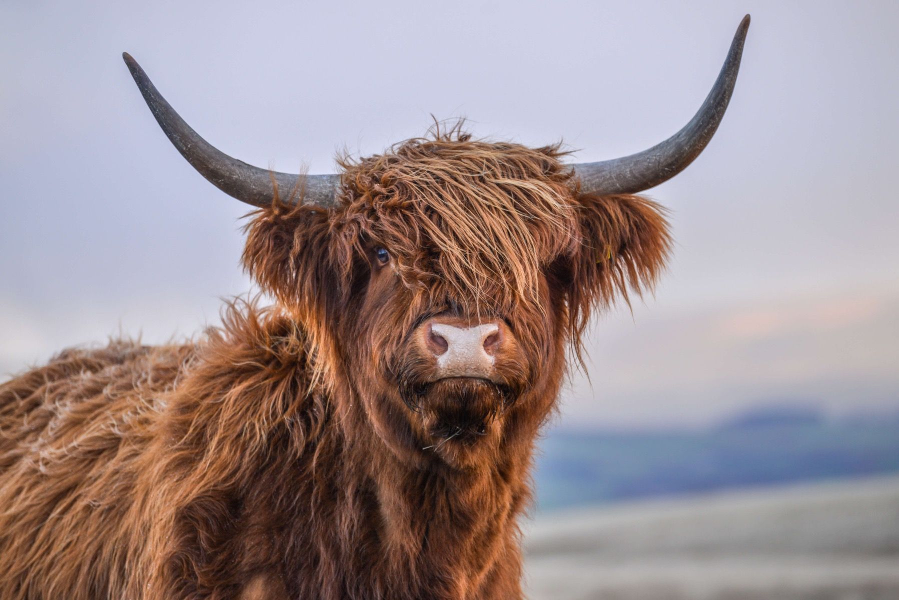 mijn Vestiging naaimachine Starende Schotse hooglander - Fotobehang