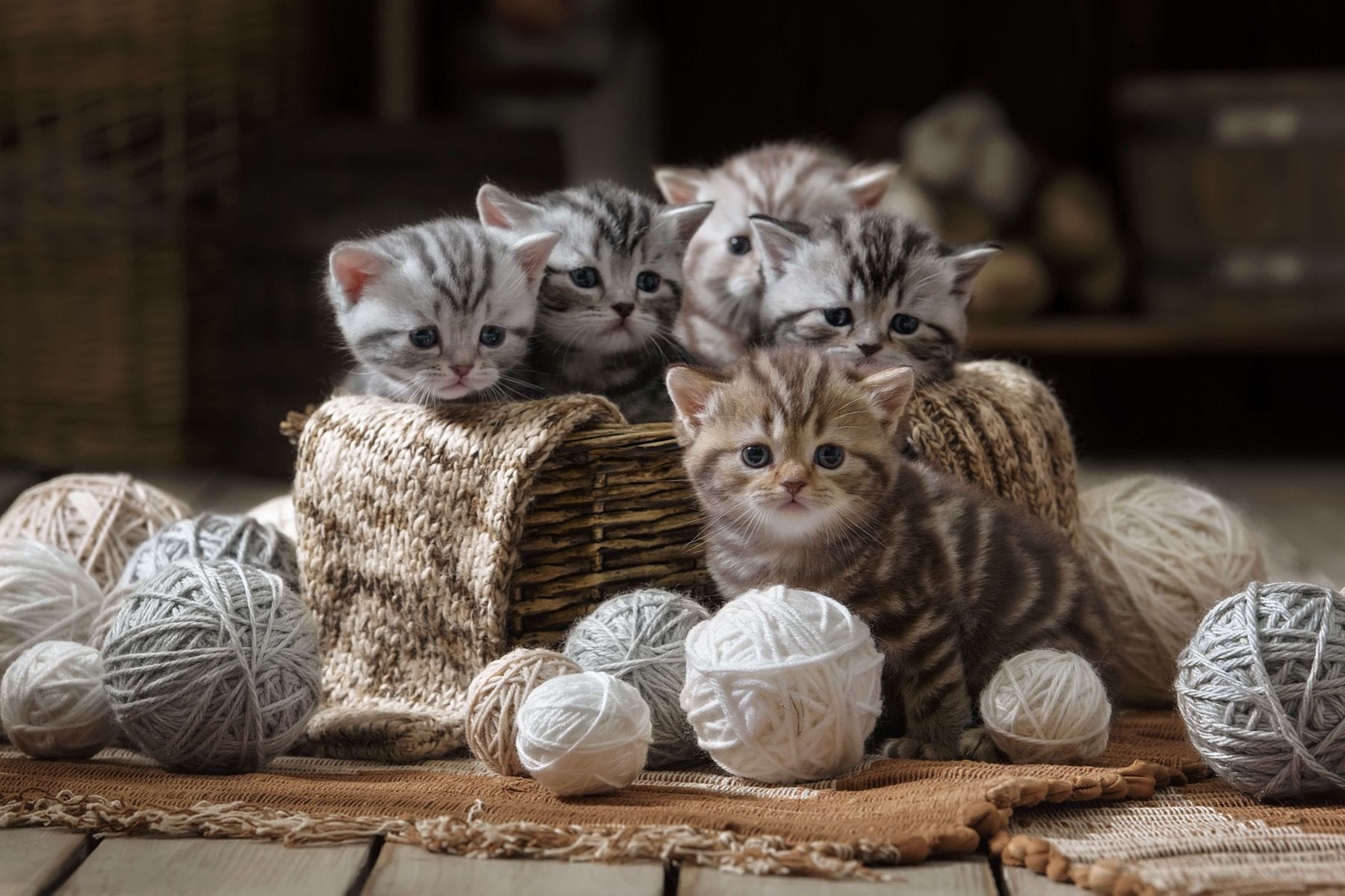Kittens met wol Kittens met wol