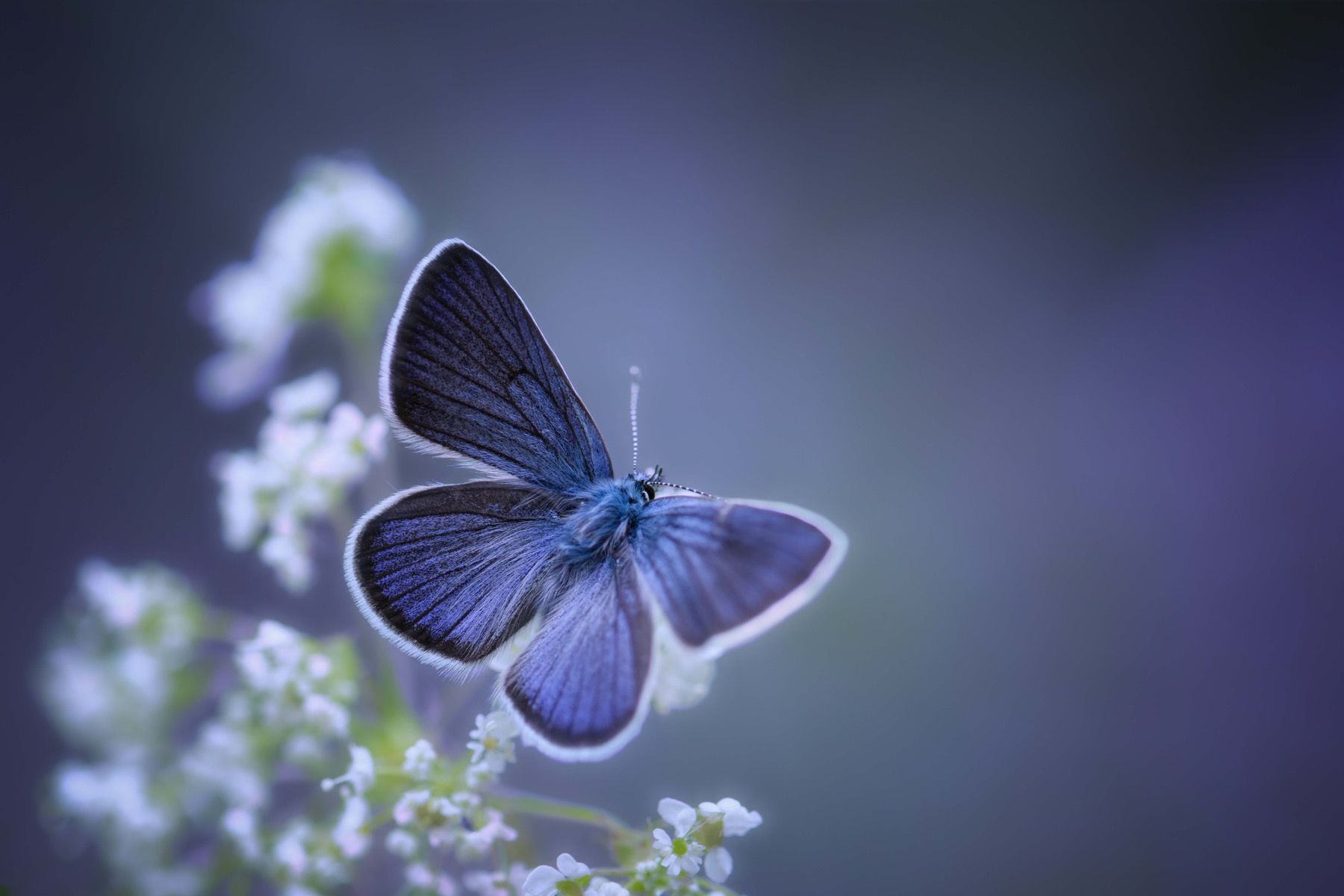 Blauwe Fotobehang