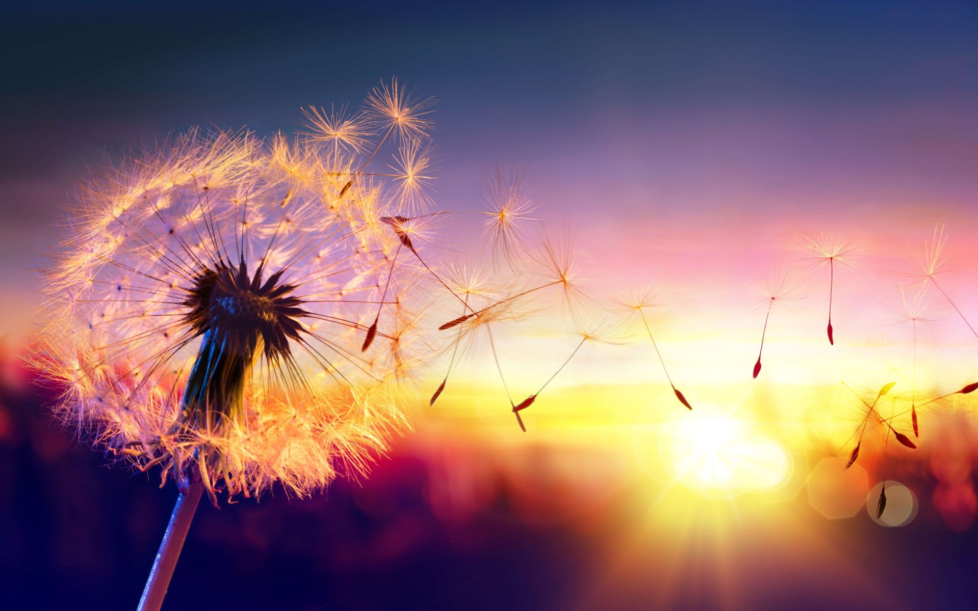 Paardenbloem bij zonsondergang Paardenbloem bij zonsondergang