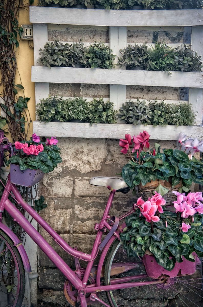vergiftigen Ontwaken Knorrig Vintage fiets met bloemen - Fotobehang