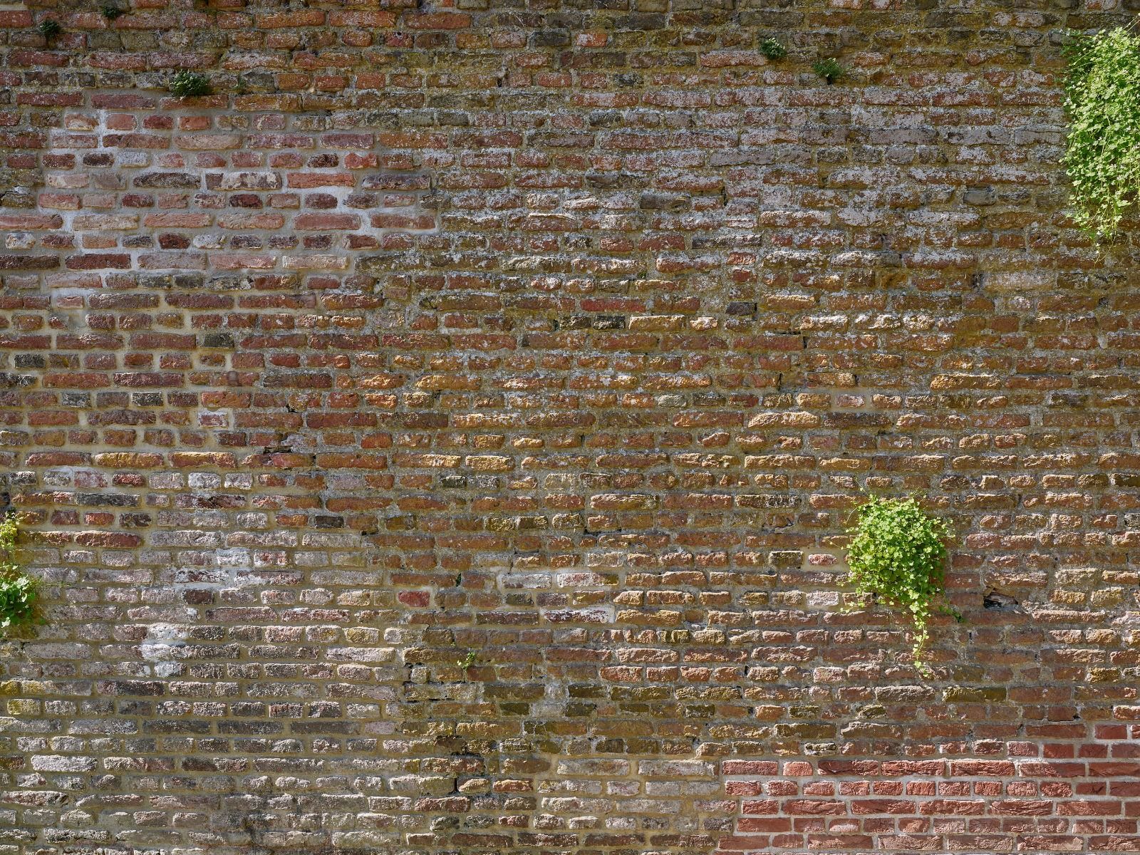 Oude stenen stadsmuur met plantjes main product photo