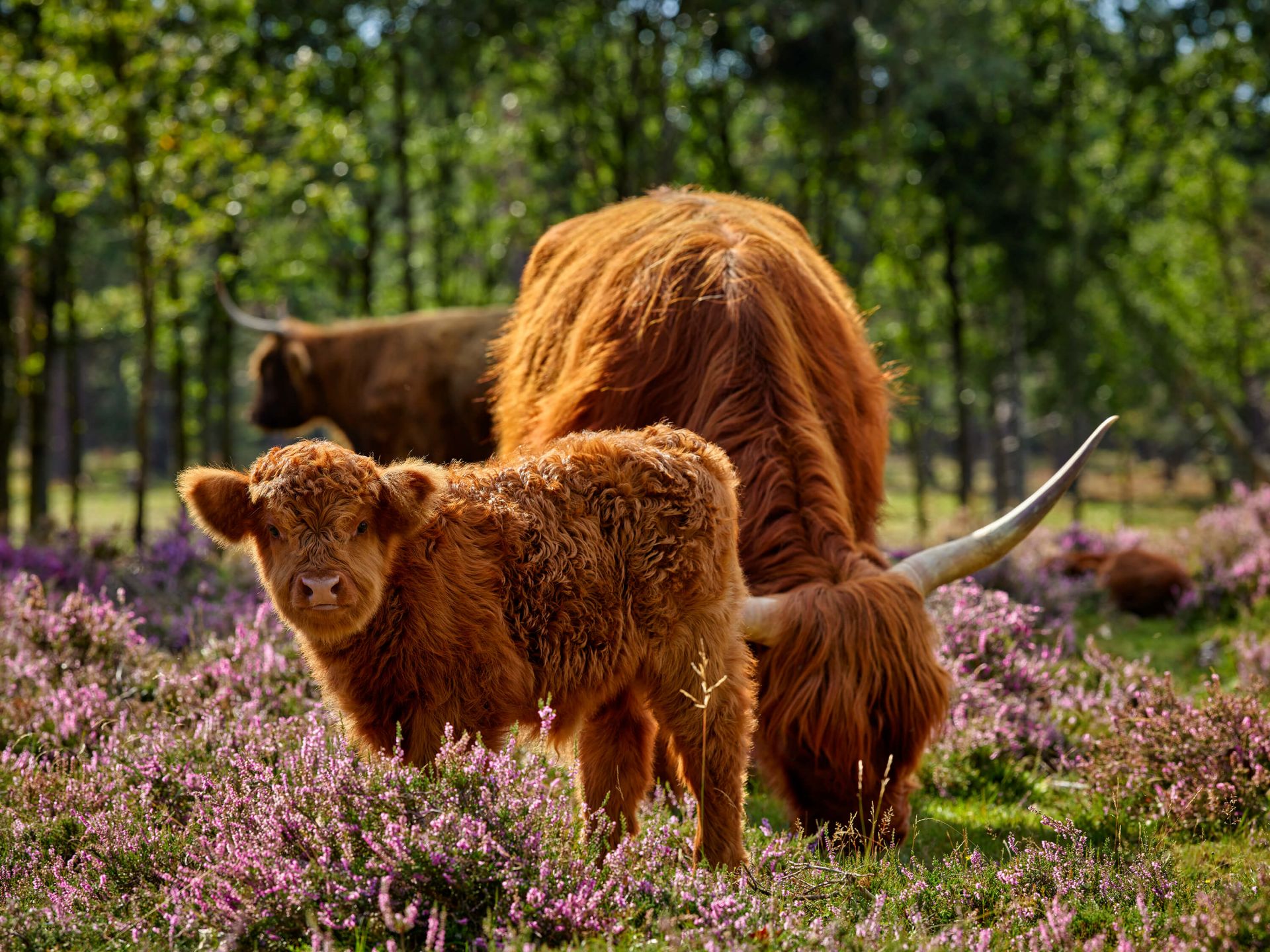Familie Schotse hooglanders Familie Schotse hooglanders