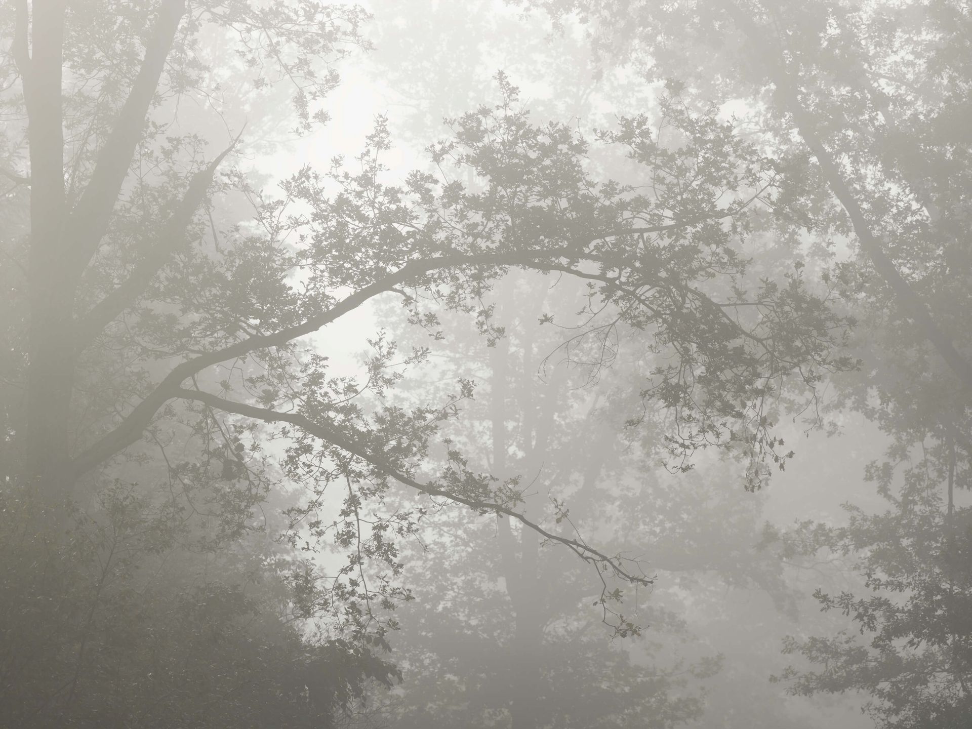 Mooi bos in de mist Mooi bos in de mist