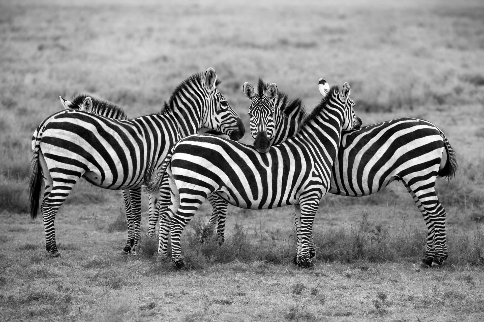 Stripes main product photo