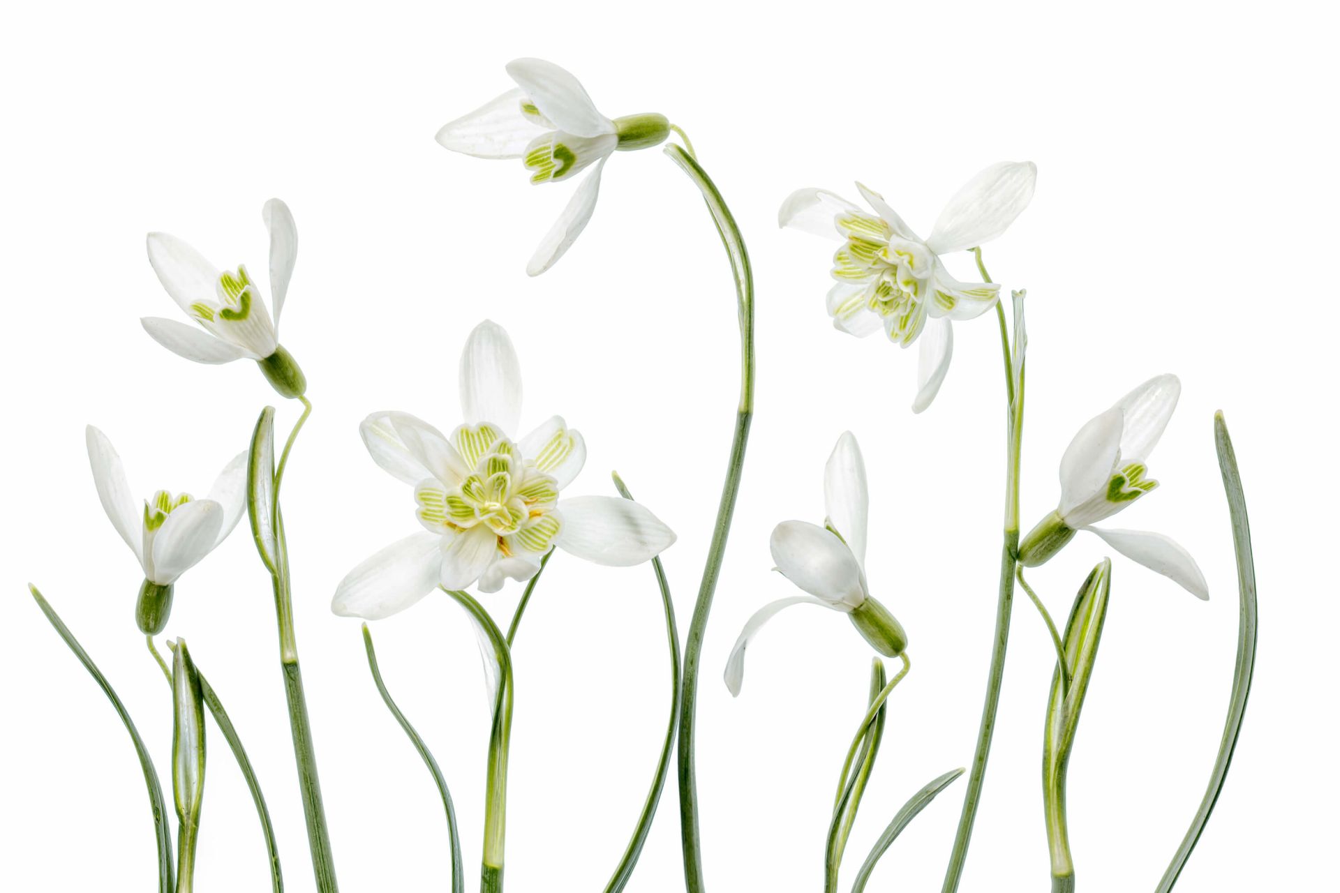 Spring Snowdrops main product photo