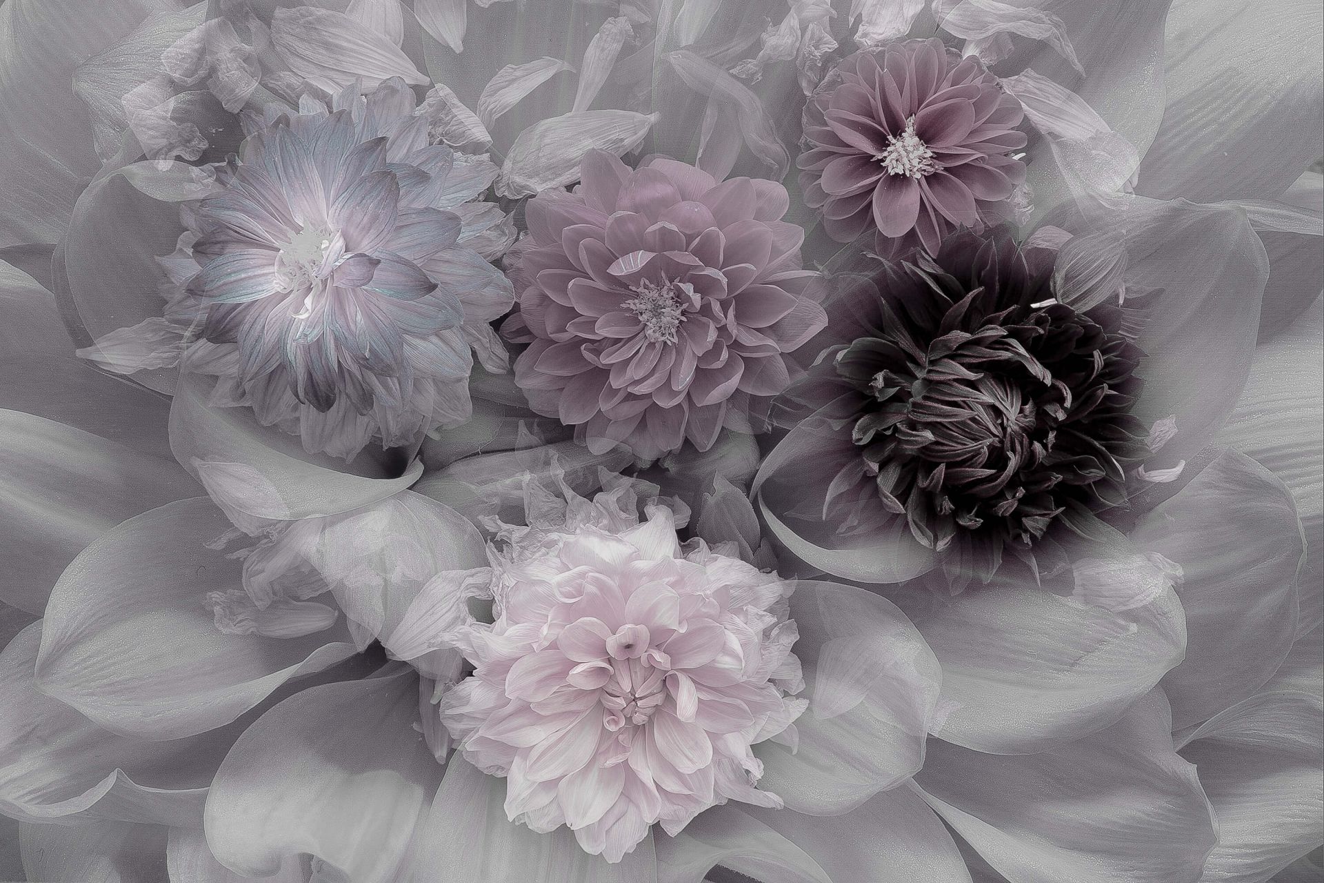 Dahlia dream main product photo