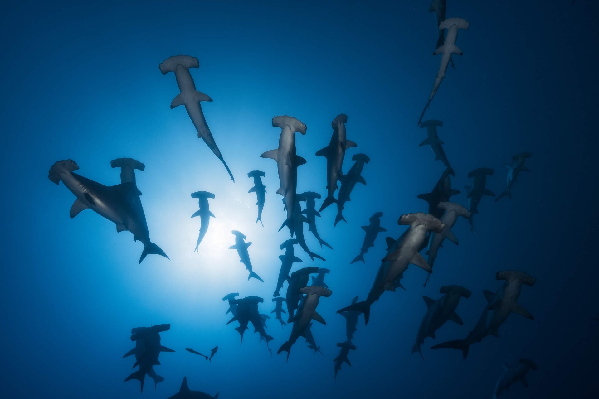 Hammerhead Shark - Underwater Photography main product photo