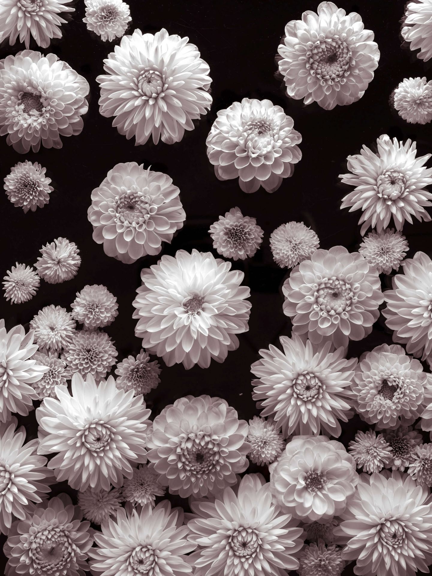 Dahlia Bloemen main product photo