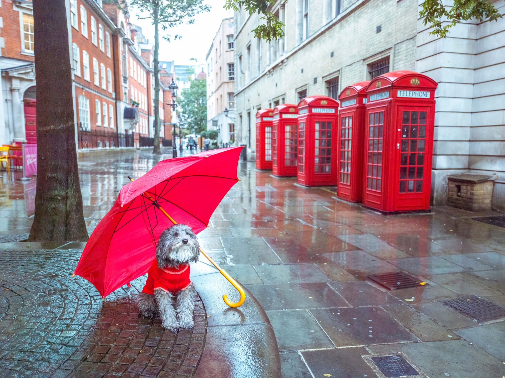 laden tussen elegant Hond met paraplu - Fotobehang