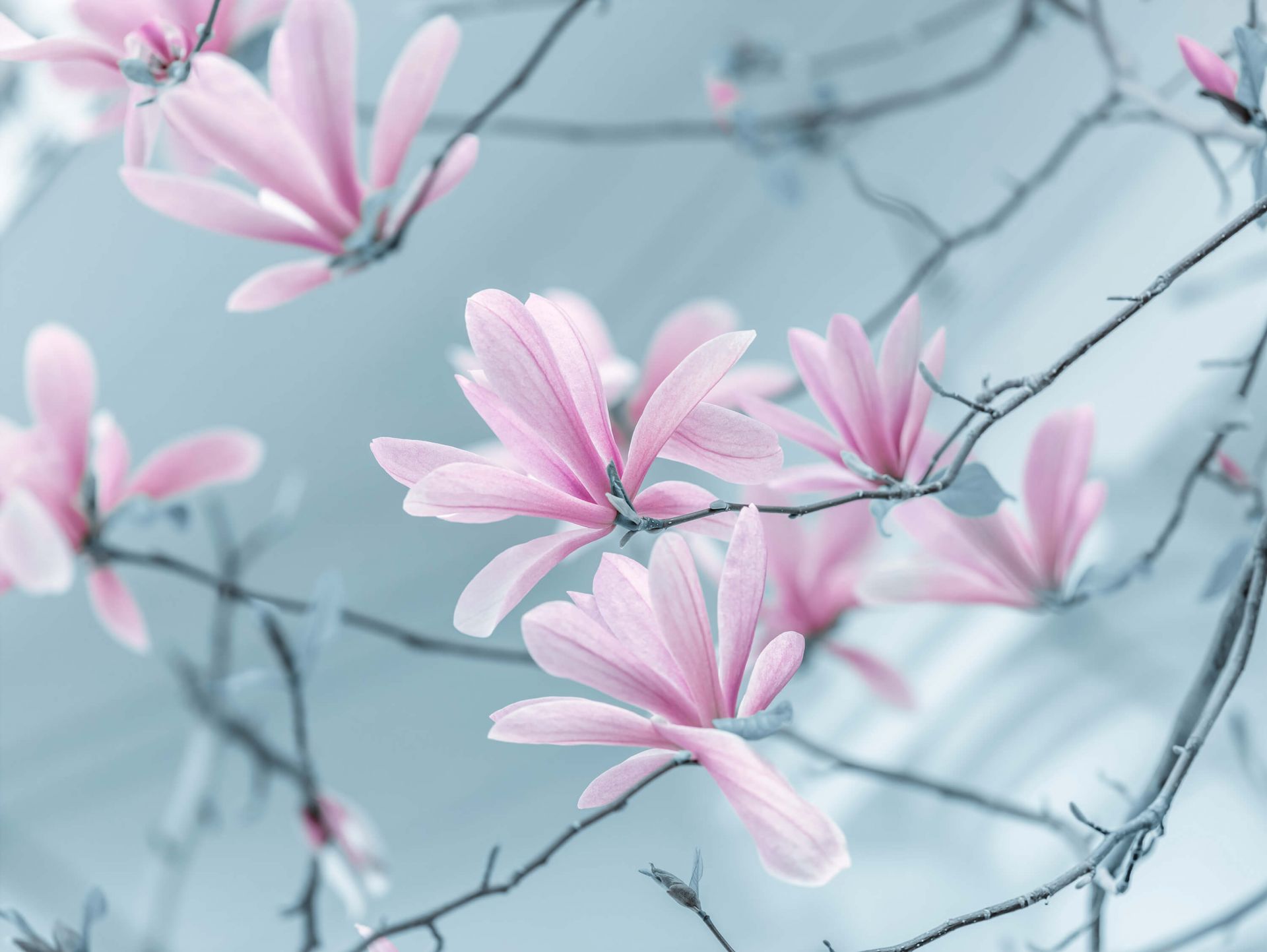 Magnolia bloemen main product photo
