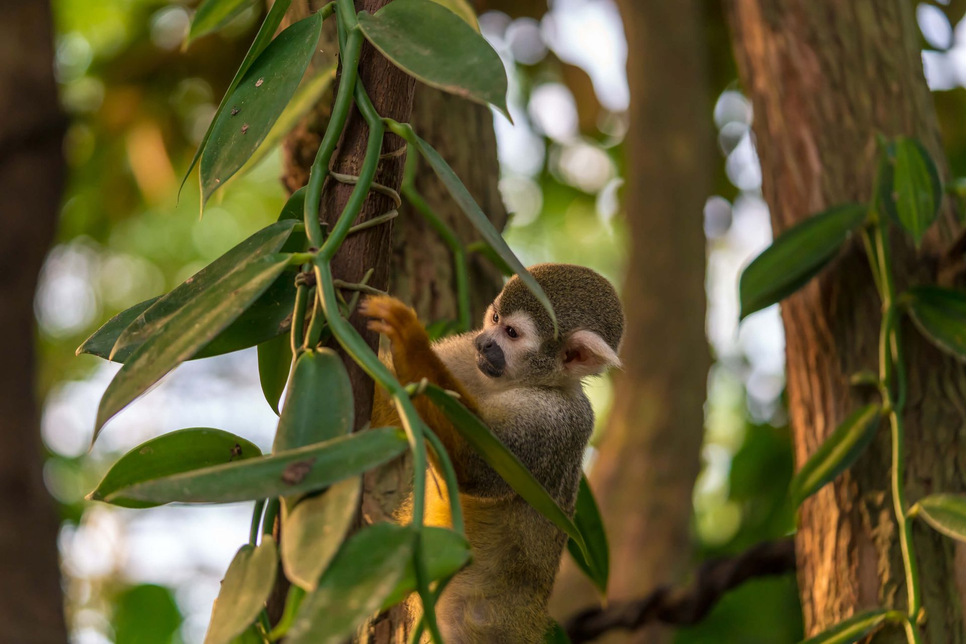 Blazen mager Uitbarsten Kleine aap in de bomen - Fotobehang