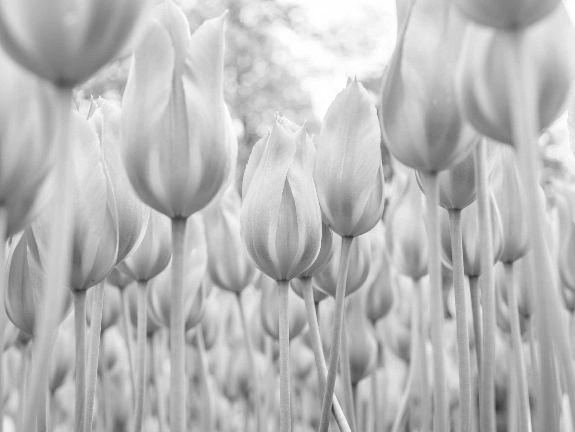 Tulpenveld Tulpenveld