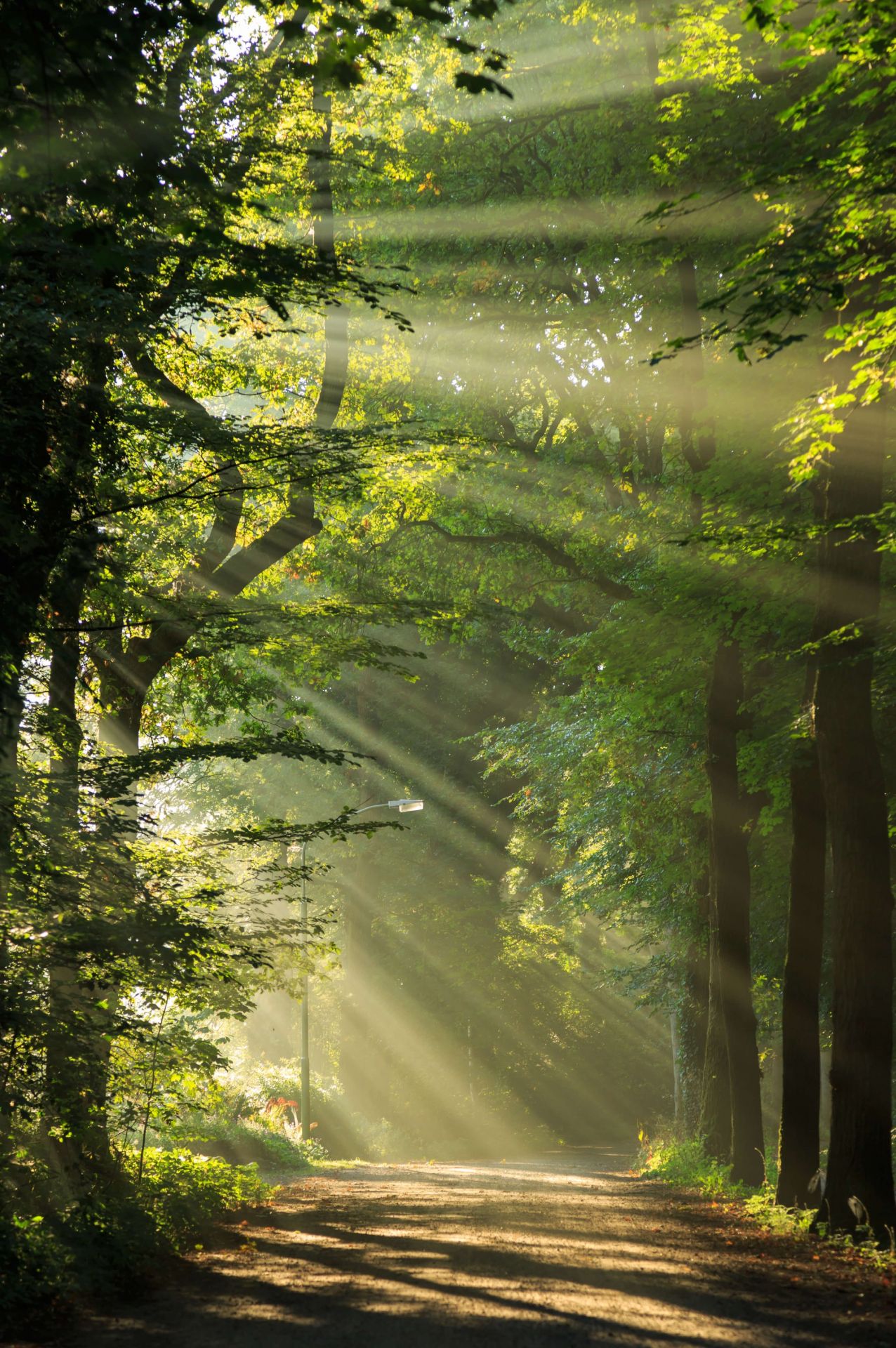 Zonnestralen door de bomen Zonnestralen door de bomen