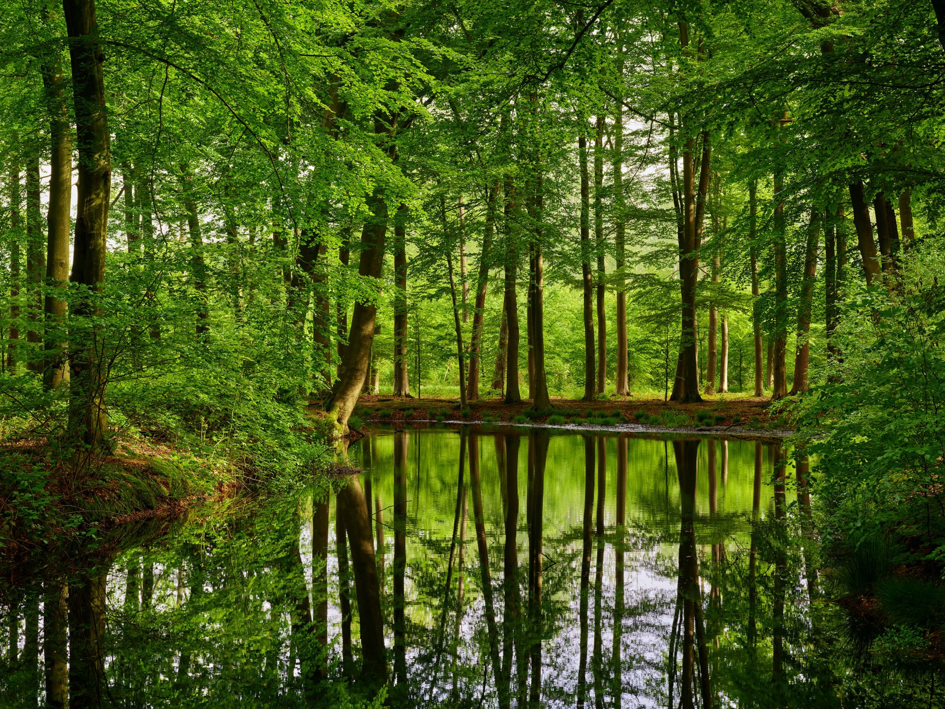 moreel Extra betekenis Weerspiegeling van bomen in water - Fotobehang