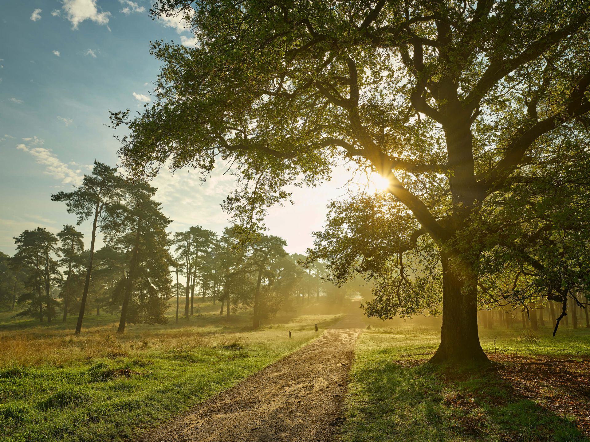 Zonsopgang in het woud main product photo