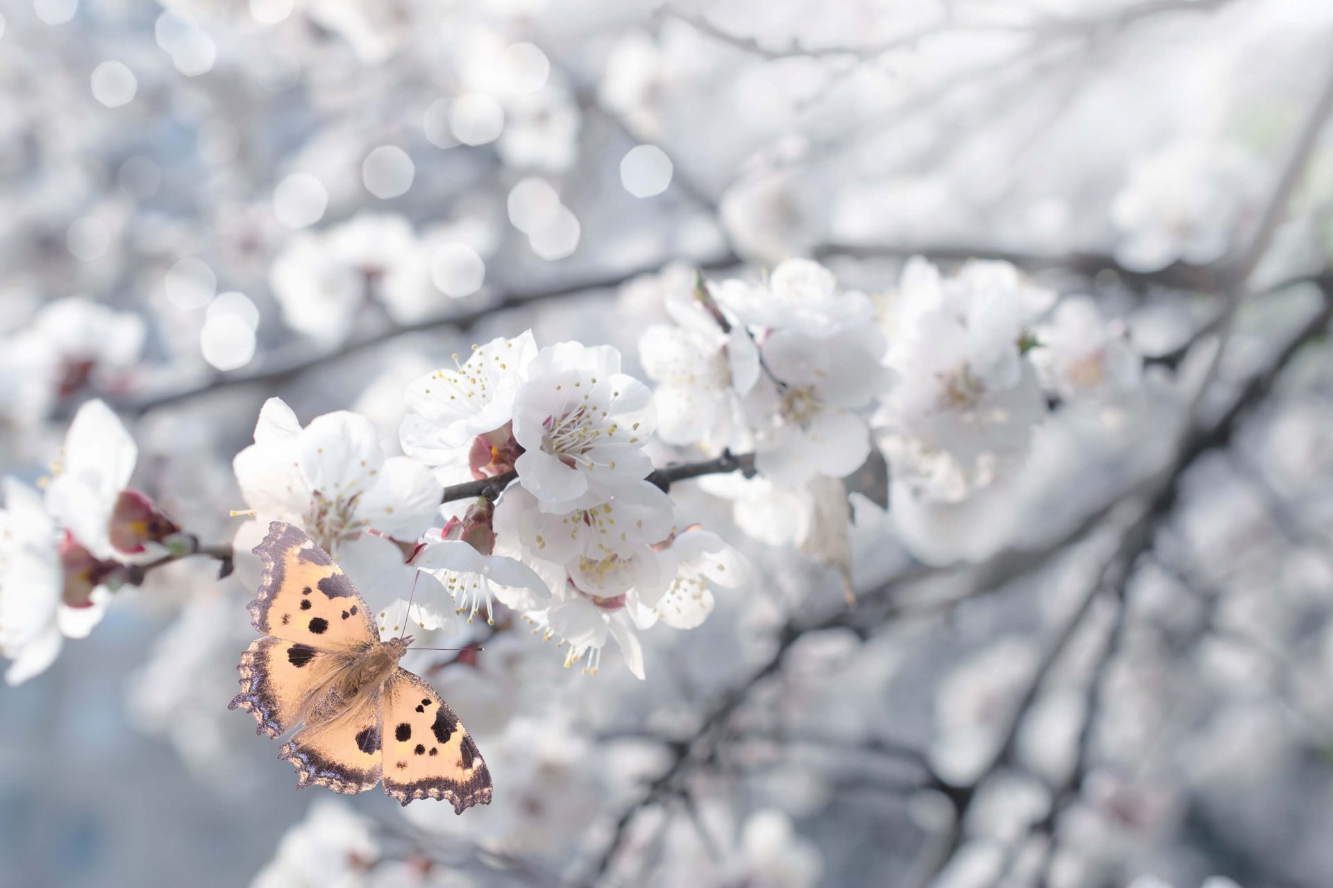 Vlinder bij witte bloesems Vlinder bij witte bloesems