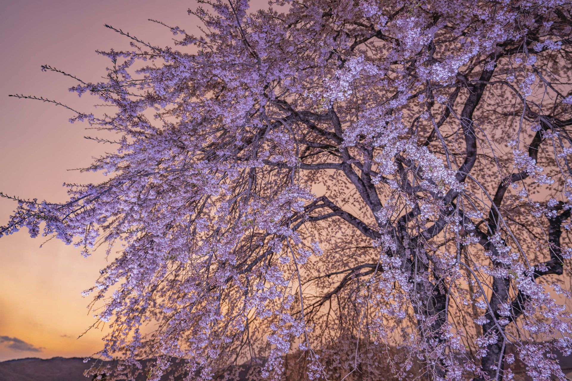 Bloesems tijdens zonsondergang Bloesems tijdens zonsondergang
