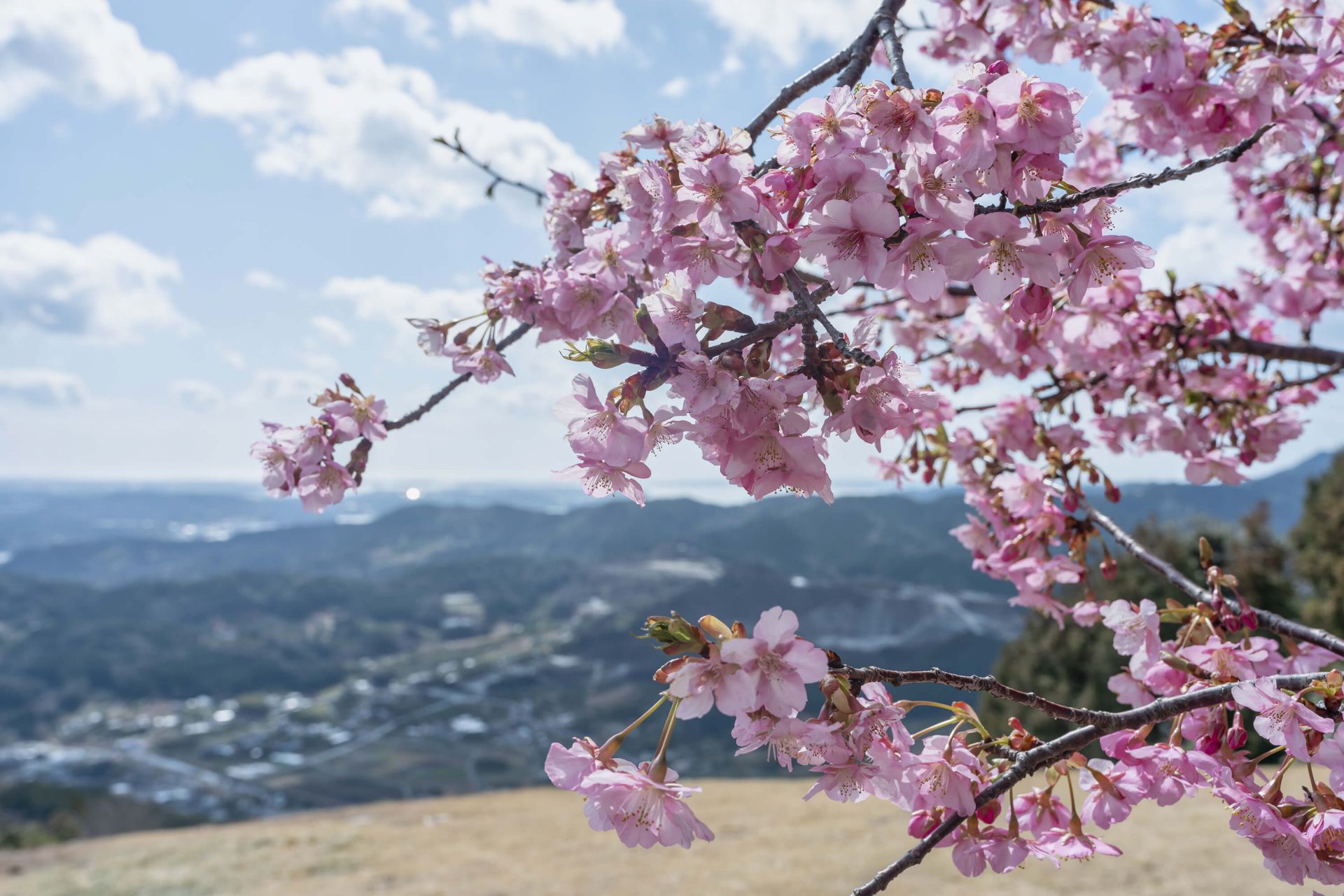 Japanse bloesems met bergen main product photo