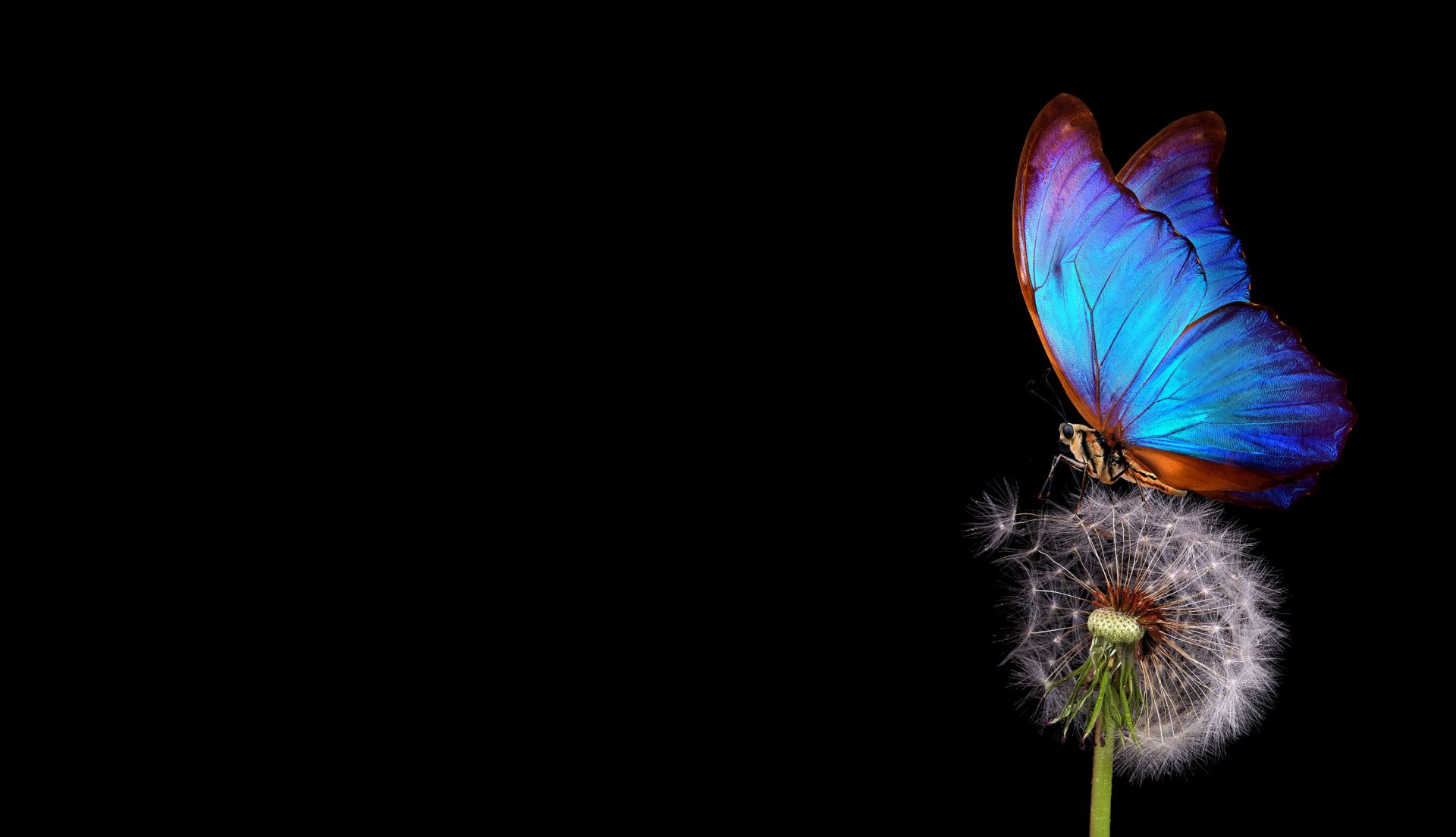 Blauwe vlinder op een -