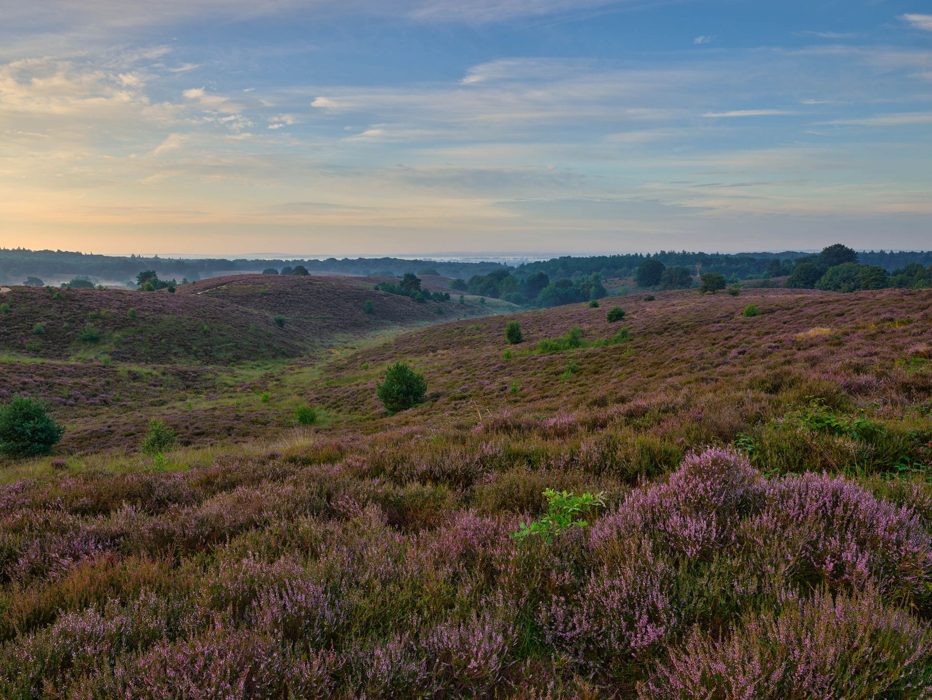 Heide in bloei Heide in bloei