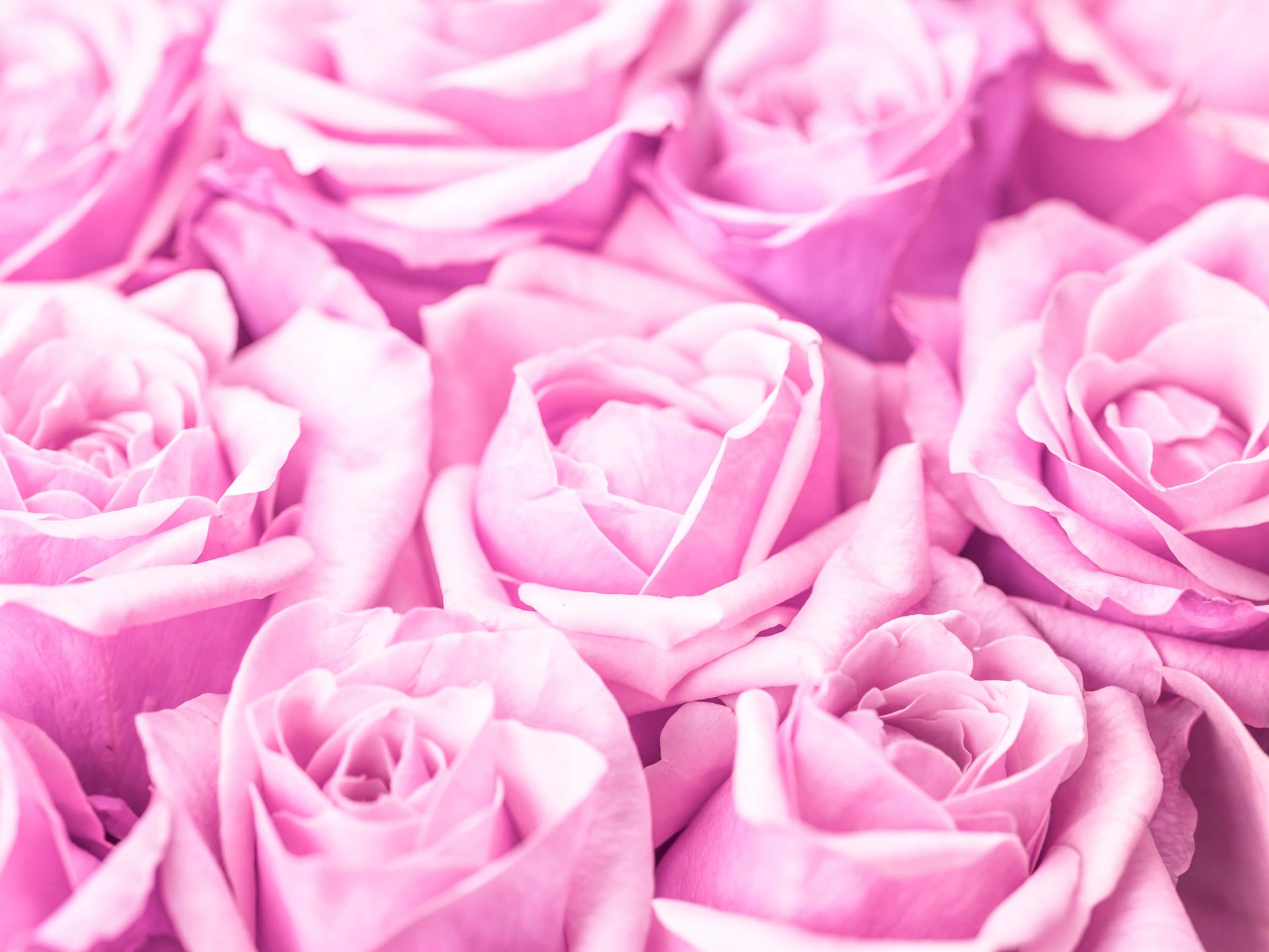 Rozen Rozen