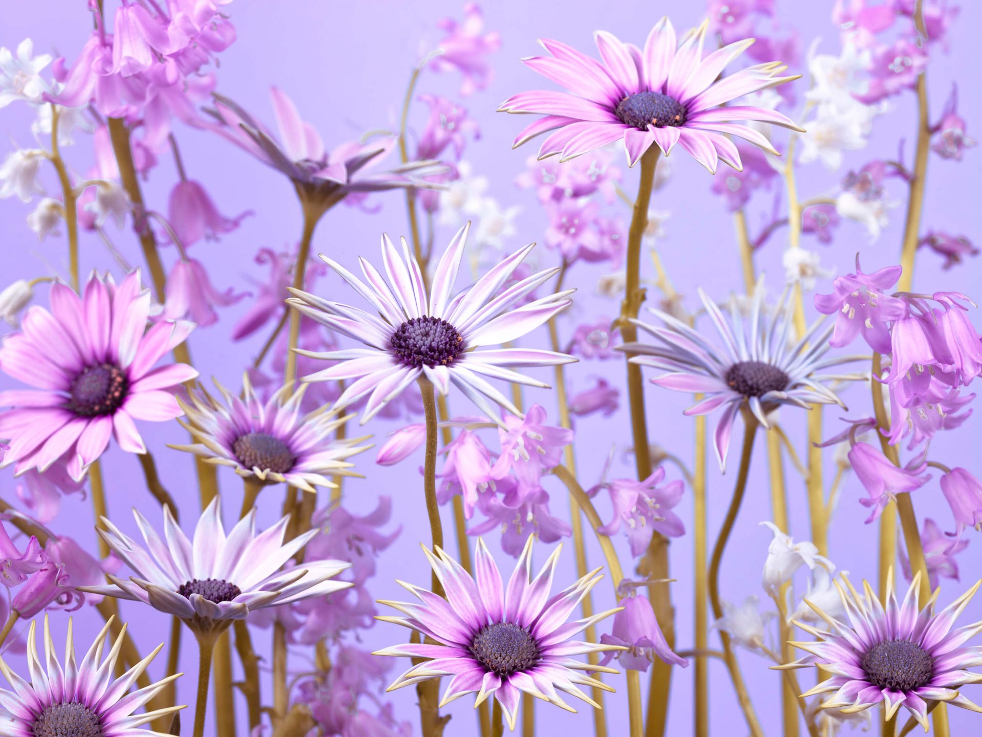 salaris haak Theseus Kleurrijke paarse bloemen - Fotobehang