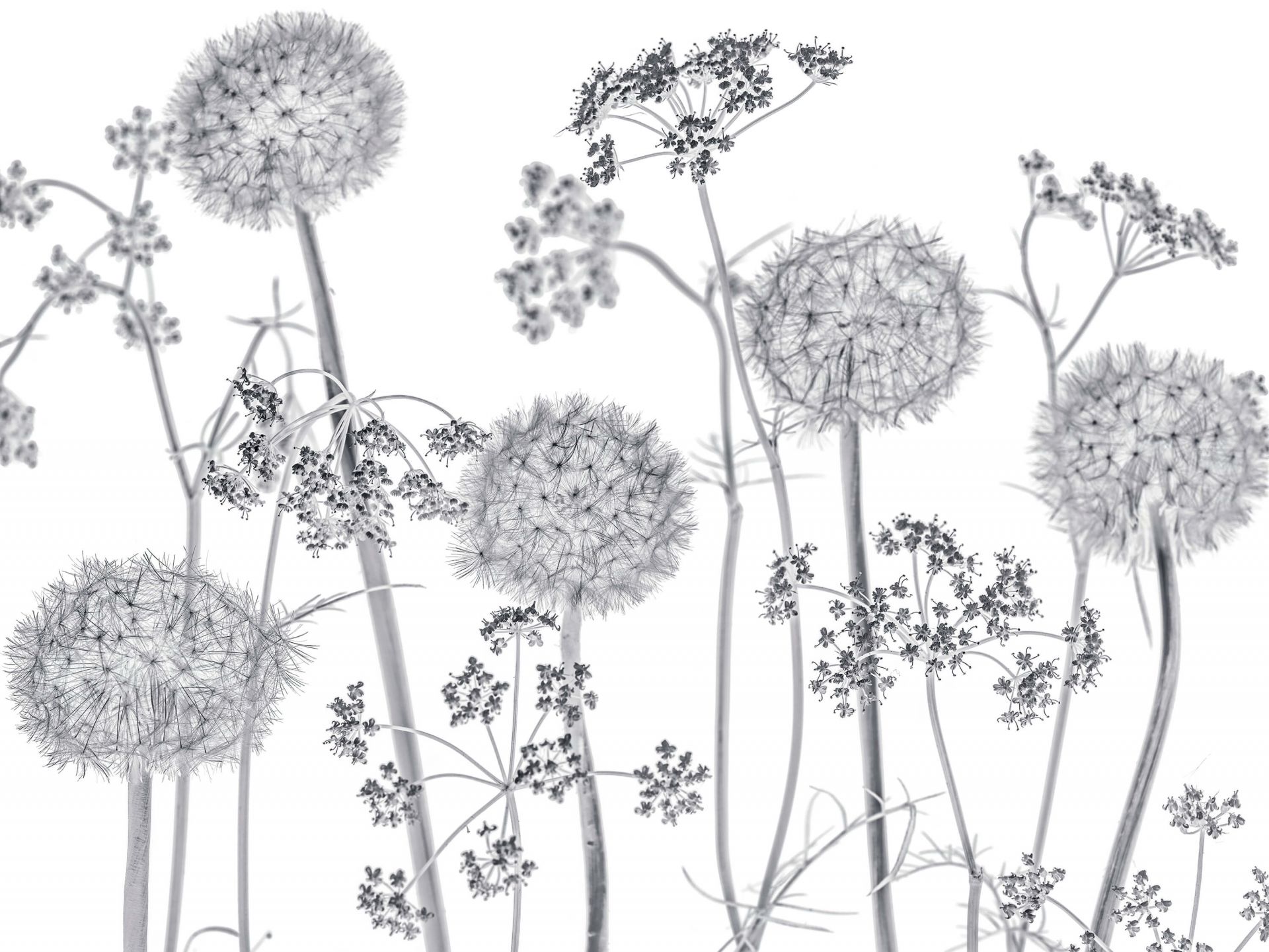Meadow bloemen in zwart-wit main product photo