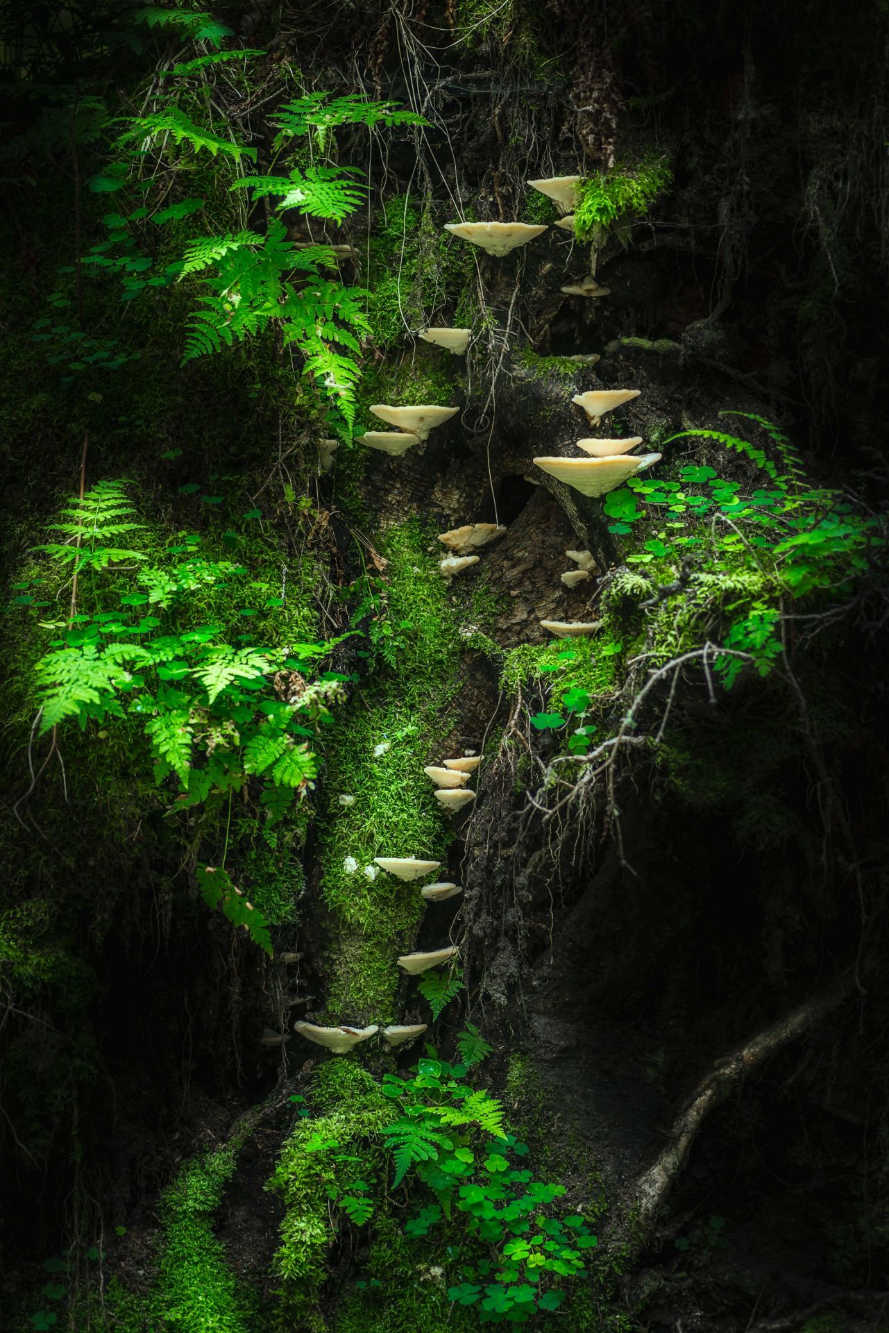 Mushroom Wall Mushroom Wall