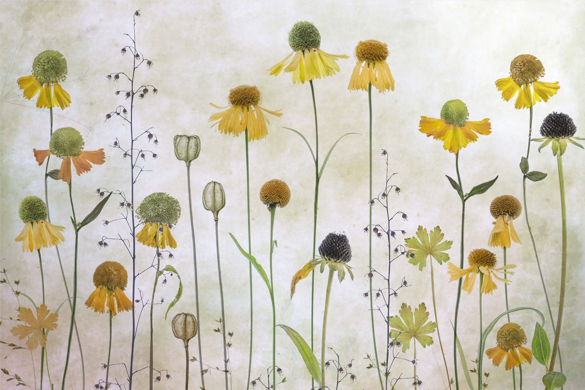 Helenium Helenium