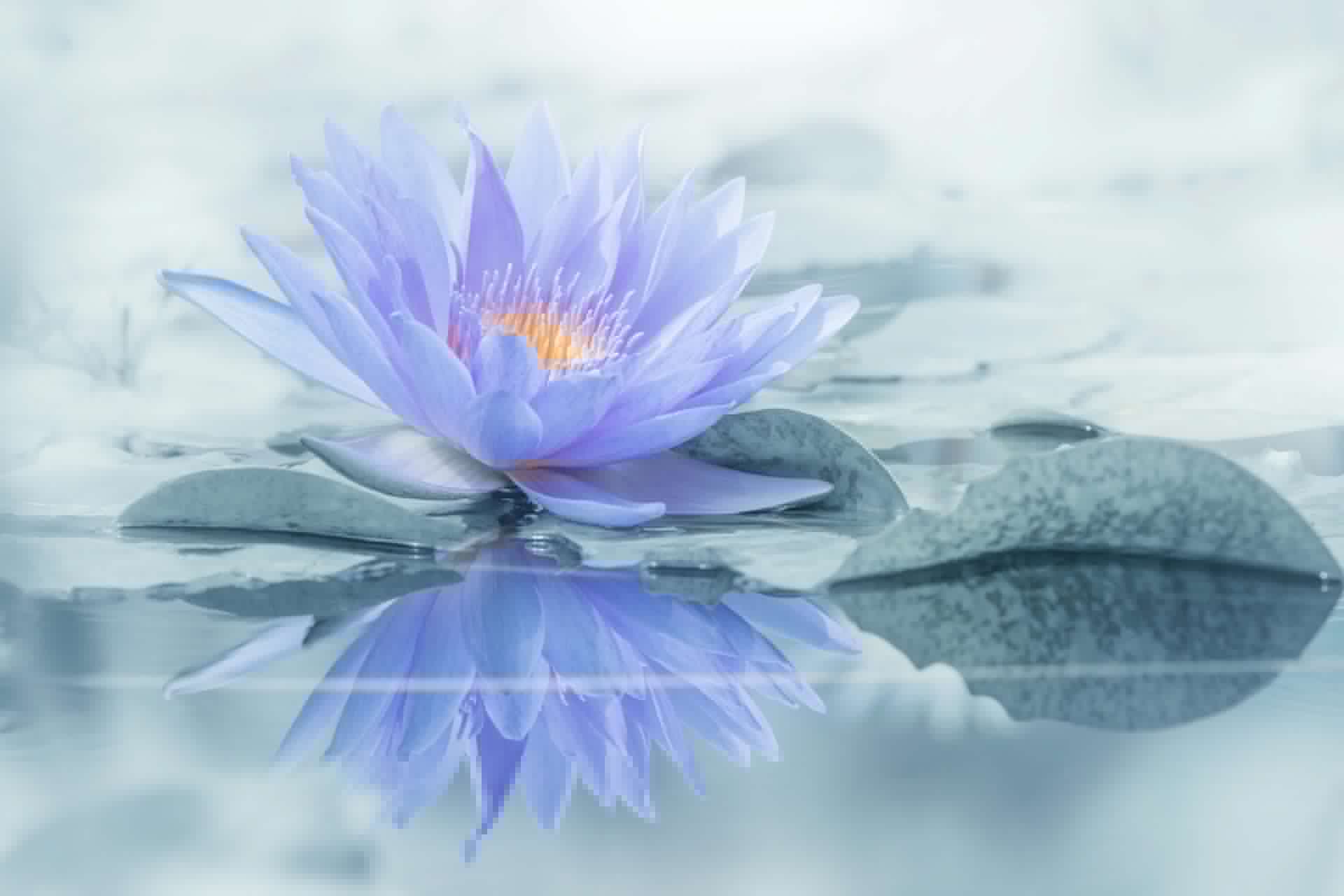 Flower reflection Flower reflection