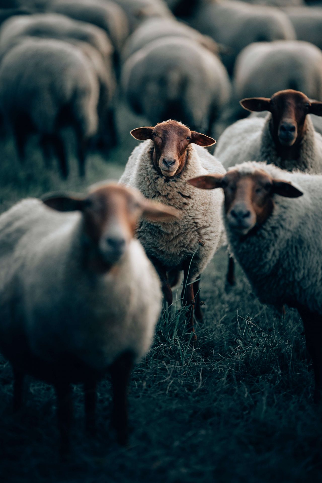 Blije schapen Blije schapen
