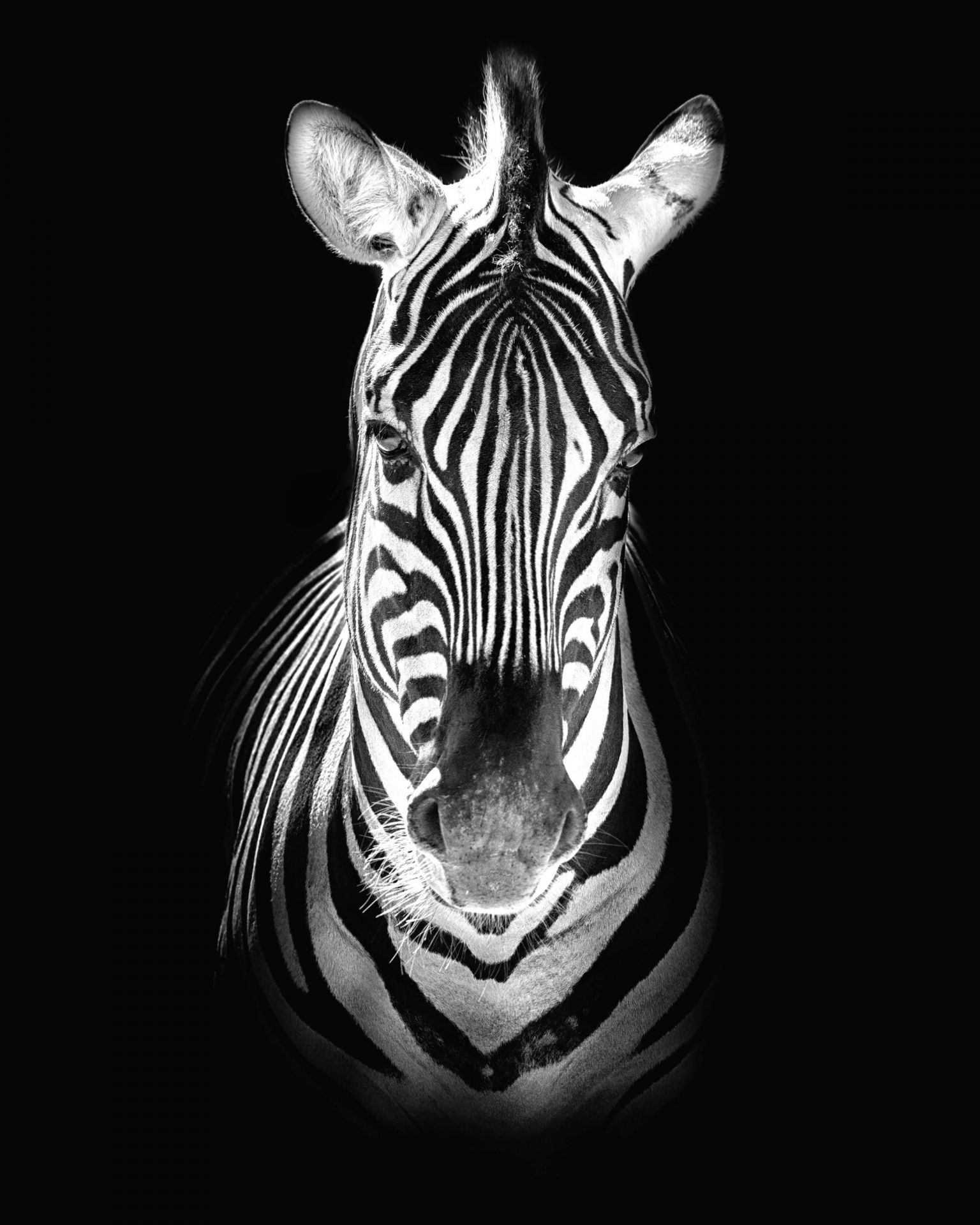 droog Inspiratie ontgrendelen Close-up zebra zwart-wit - Fotobehang