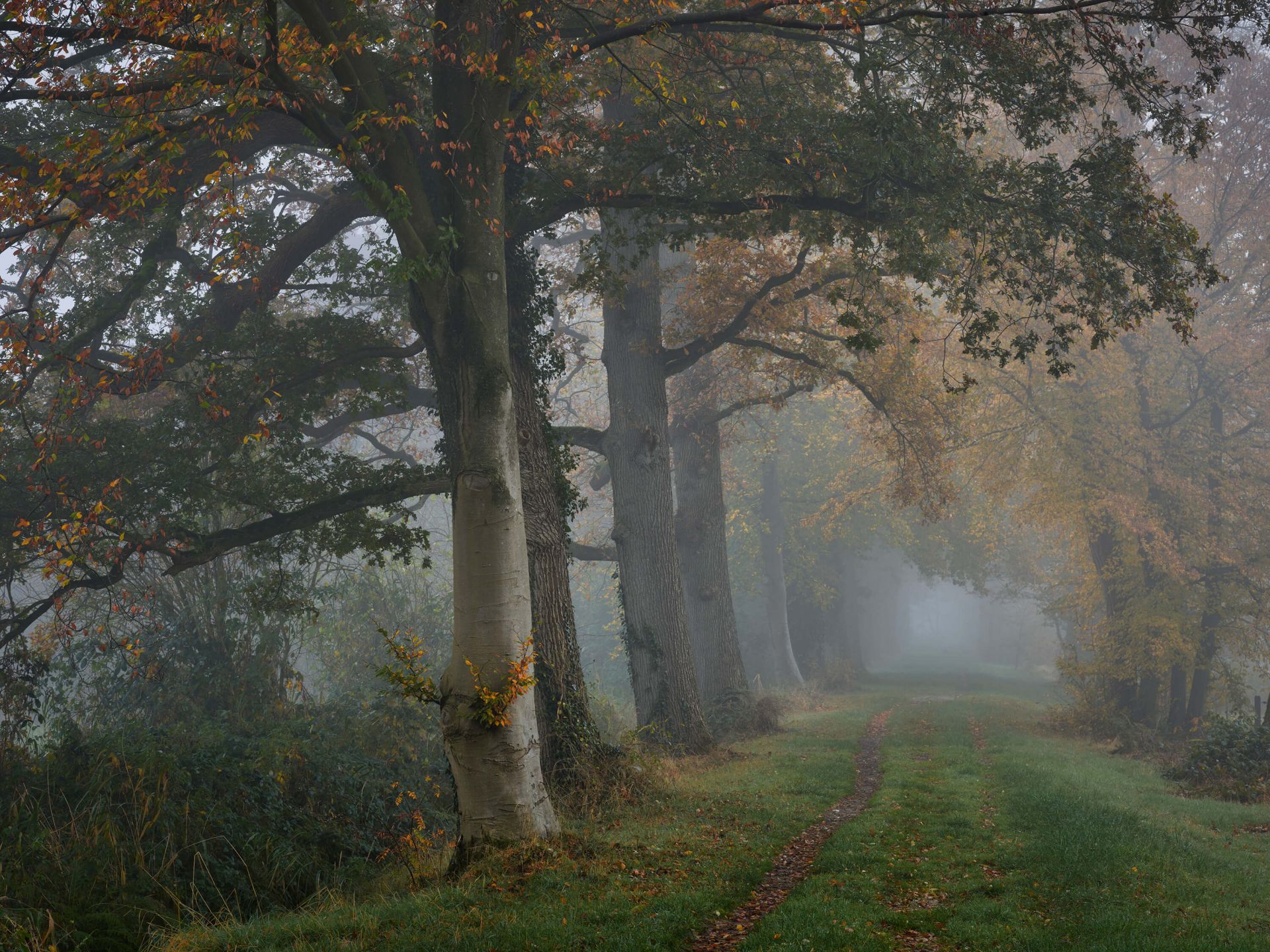 Laantje met bomen in de mist main product photo