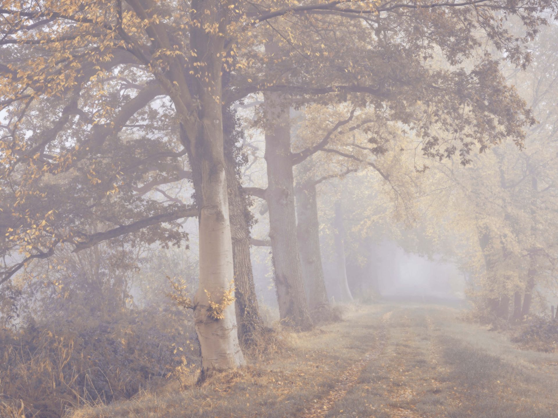 Mistige weg met bomen Mistige weg met bomen