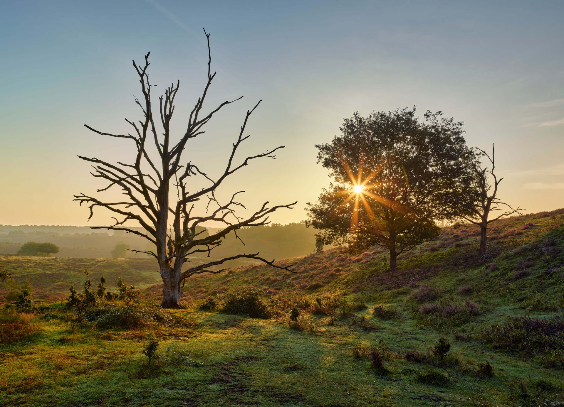 Opkomende zon op de hei