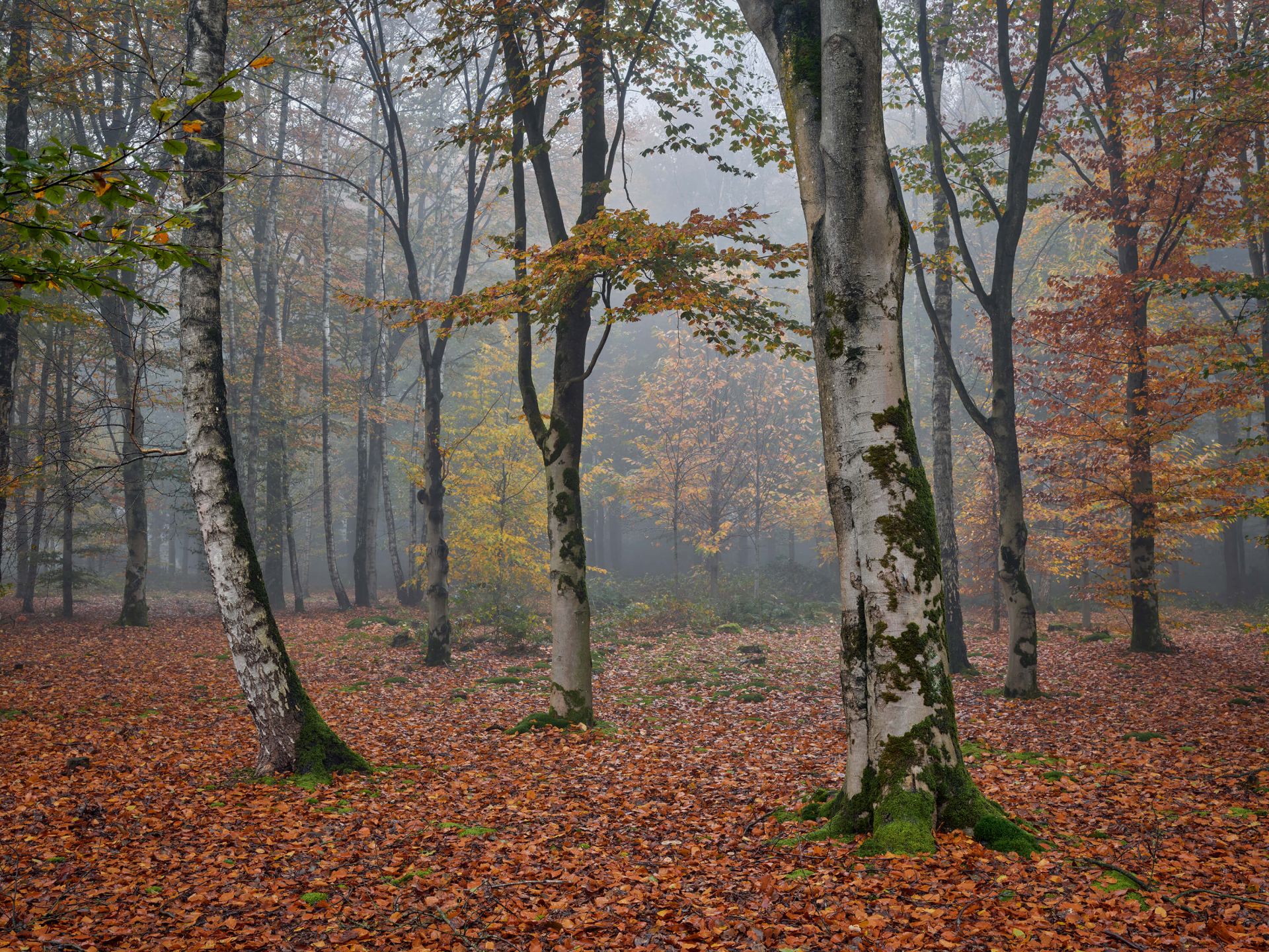 Berkenbos in de herfst