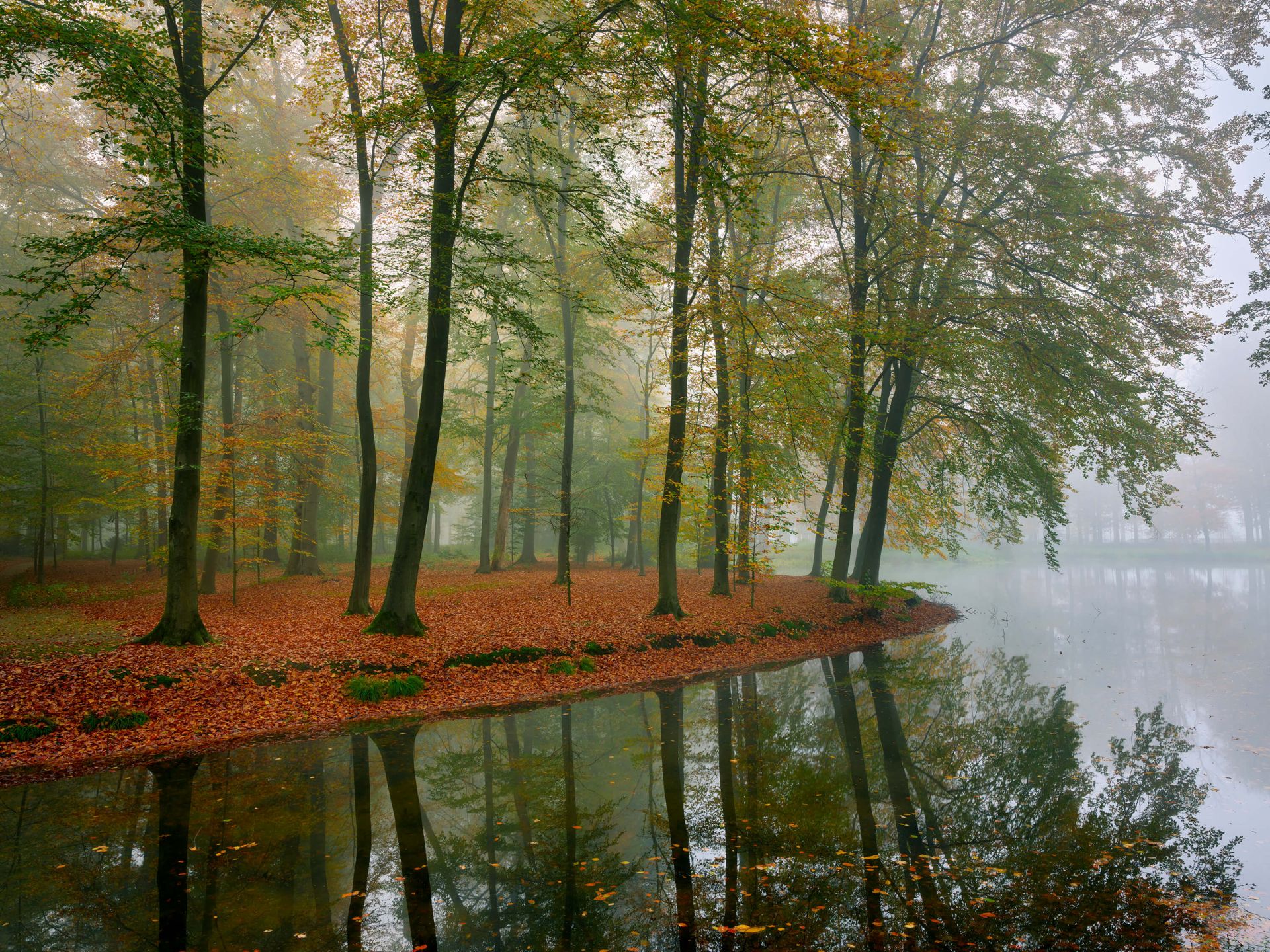 Weerspiegeling van bomen in vijver Weerspiegeling van bomen in vijver