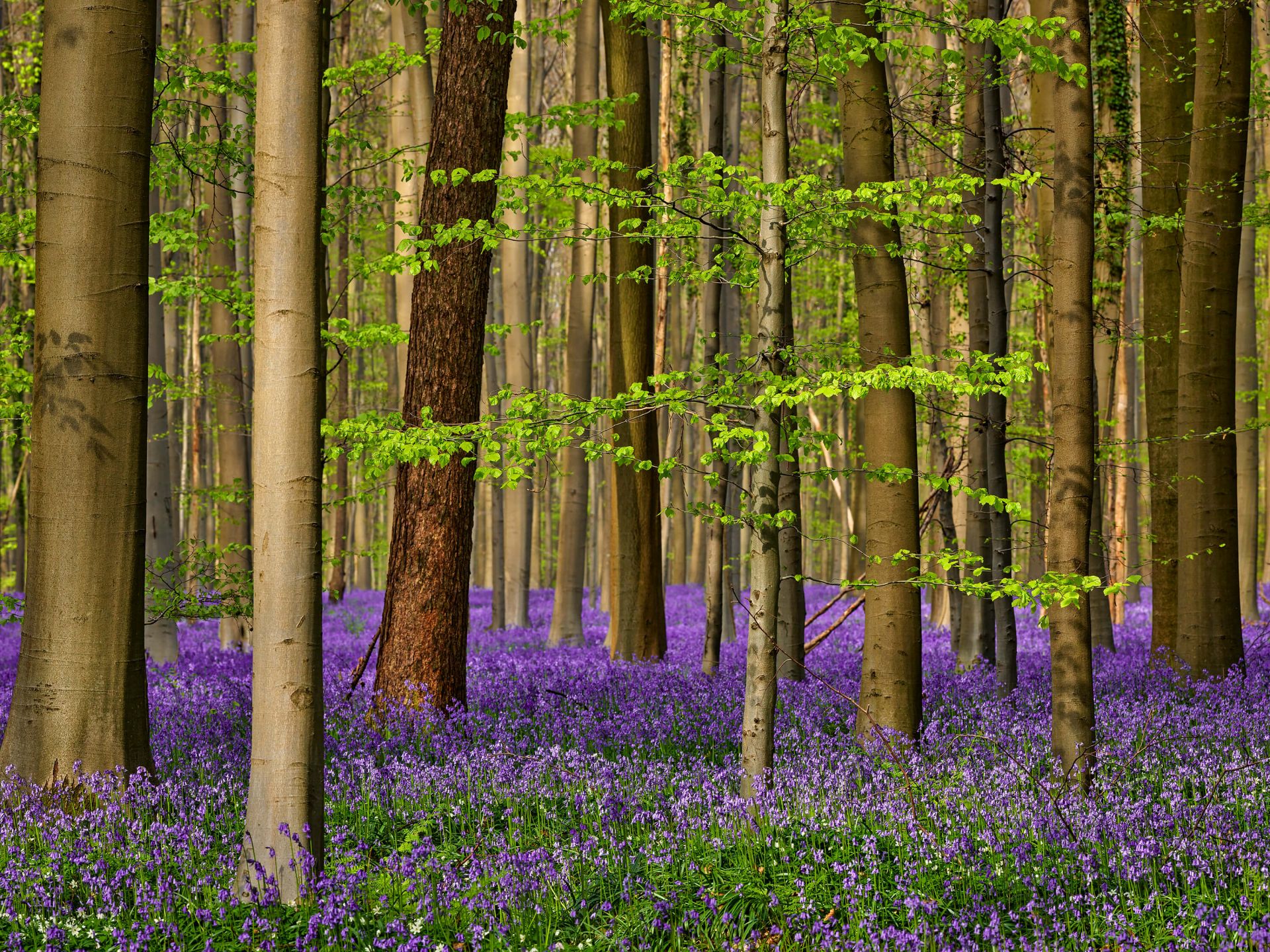Bos met paarse bloemetjes main product photo