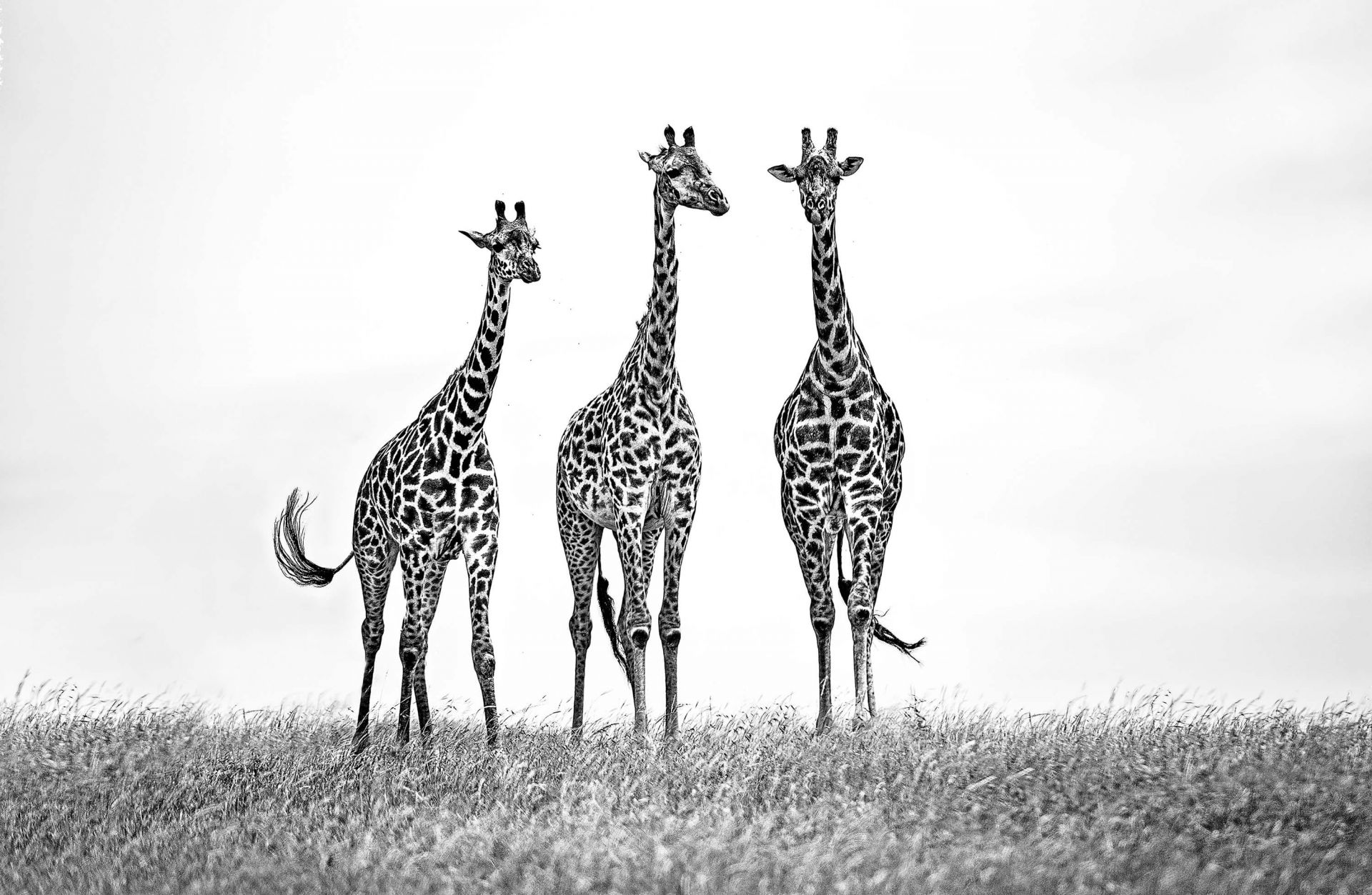 Giraffes in the Mara plains main product photo