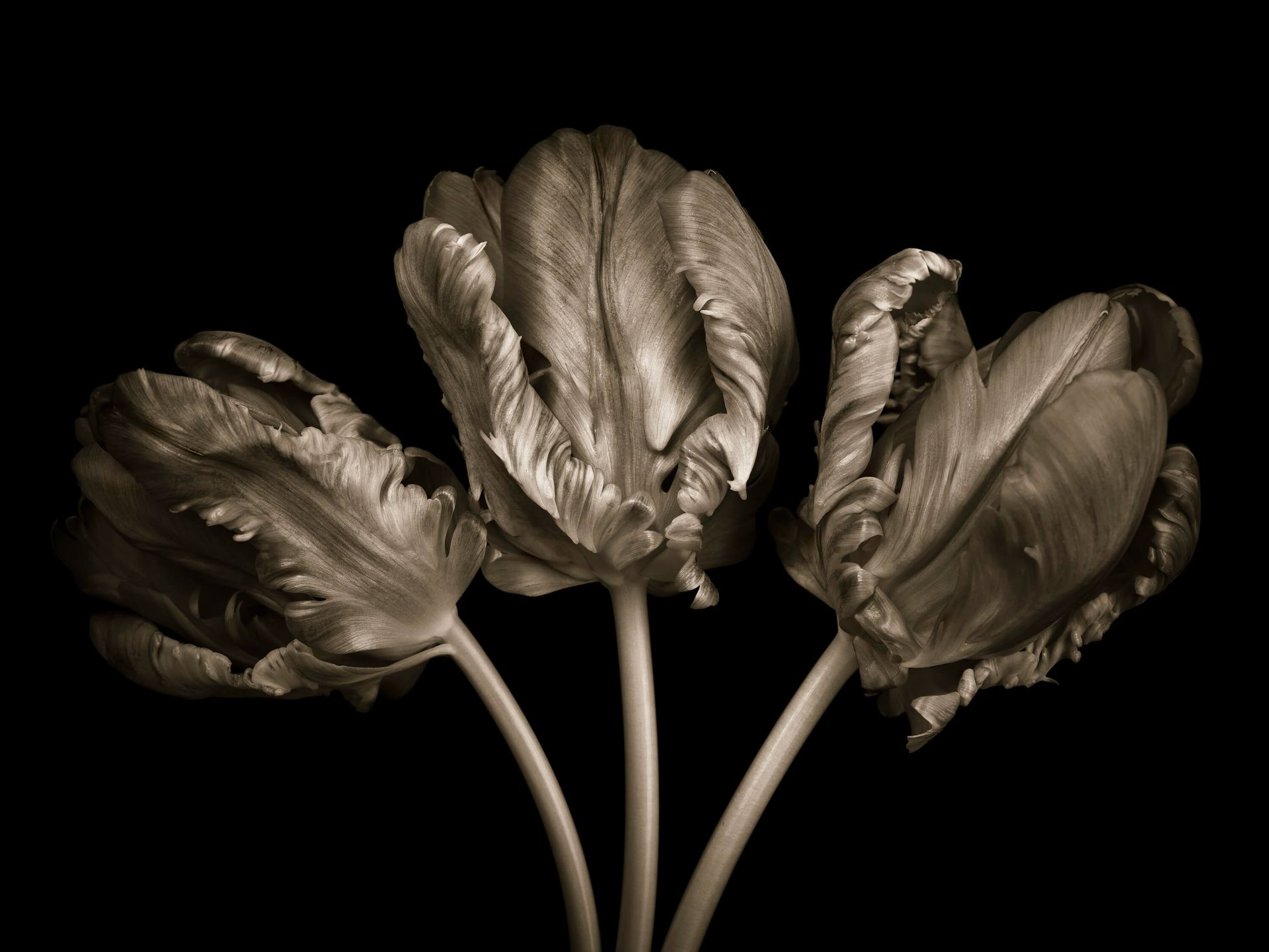 Drie Rococo tulpen Drie Rococo tulpen