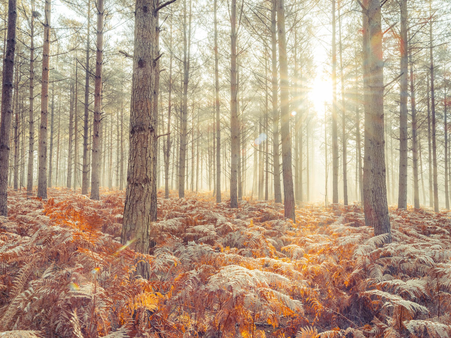 Zonnestralen door de koude bomen